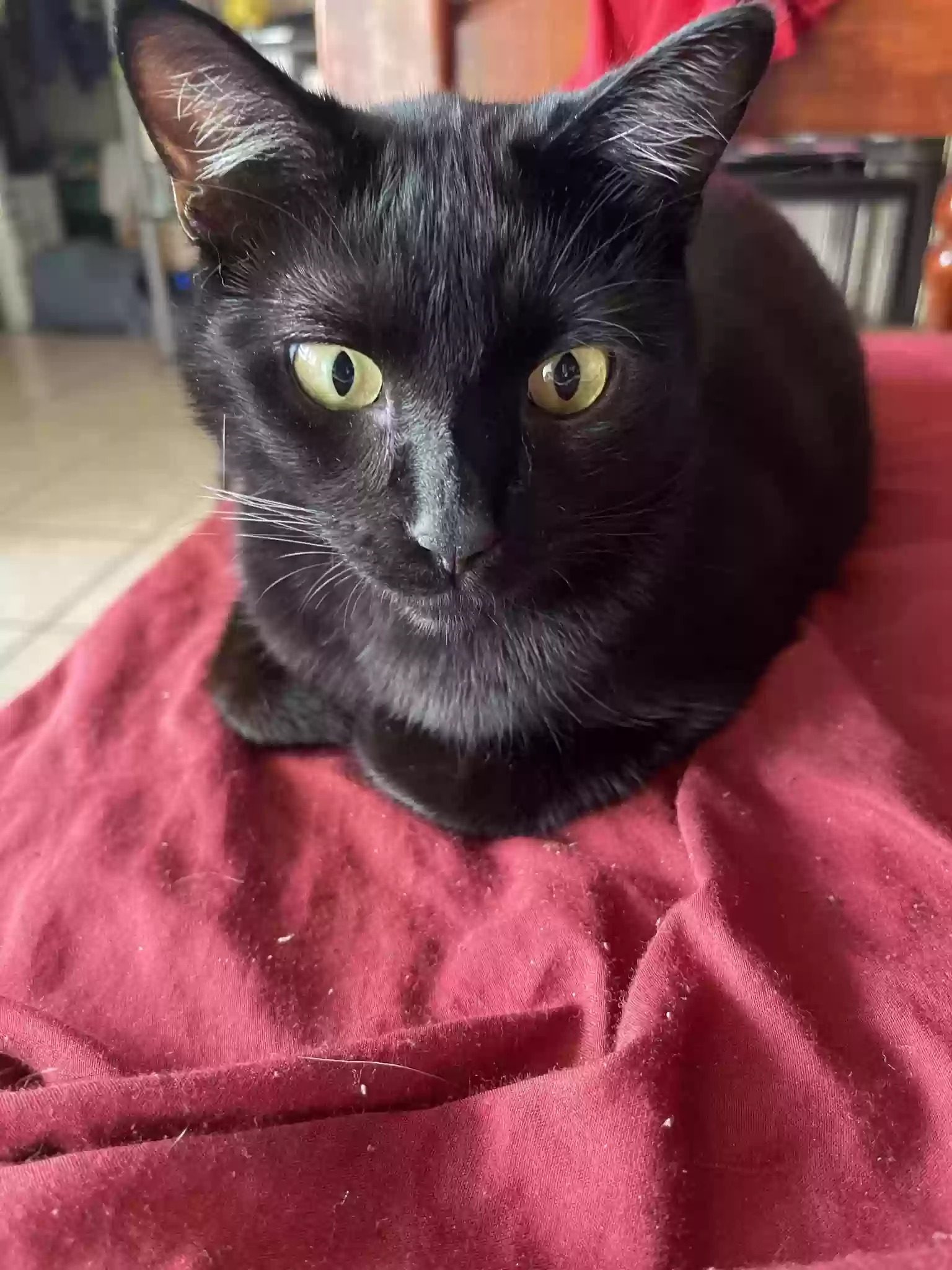 Lost cat in Los Angeles, CA, 90008