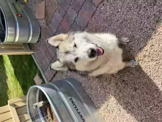 Found dog in Fruita, CO, 81521