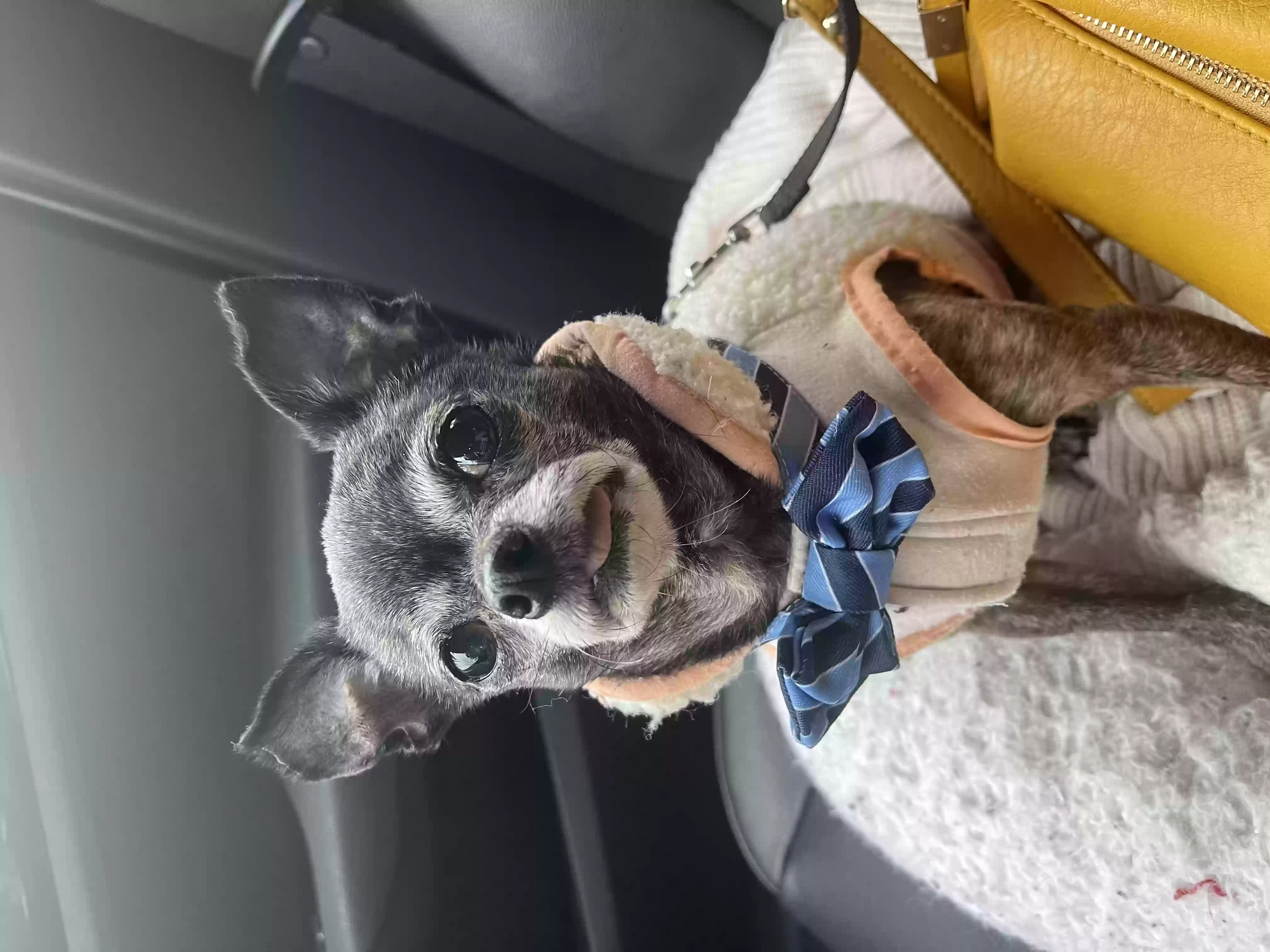 Lost dog in Portland, OR, 97218
