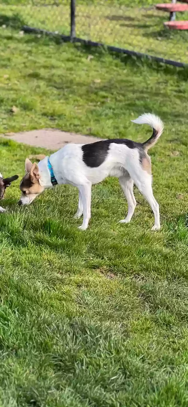 Lost dog in Lynnwood, WA, 98087