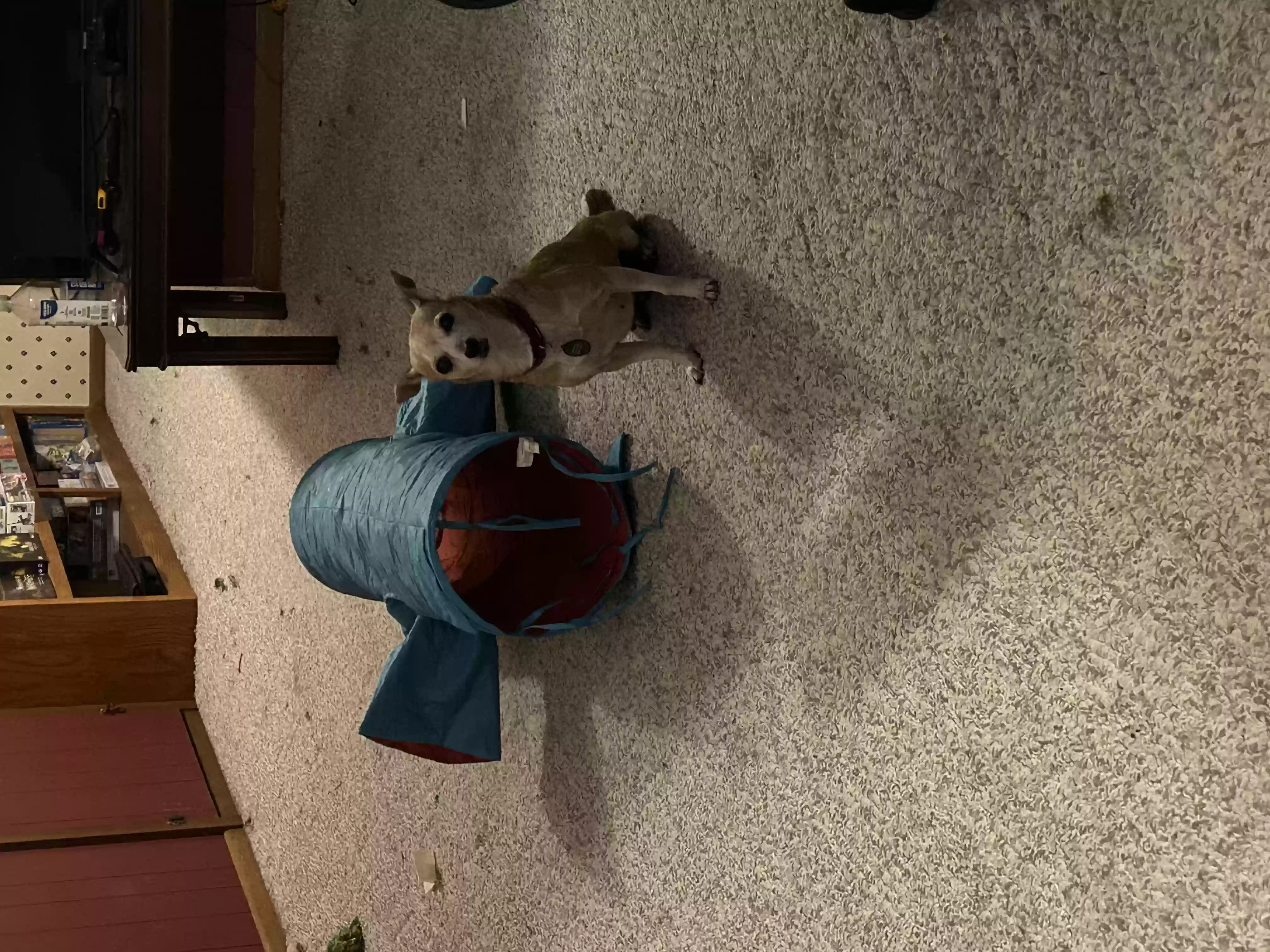 Lost dog in Saint Paul, MN, 55106