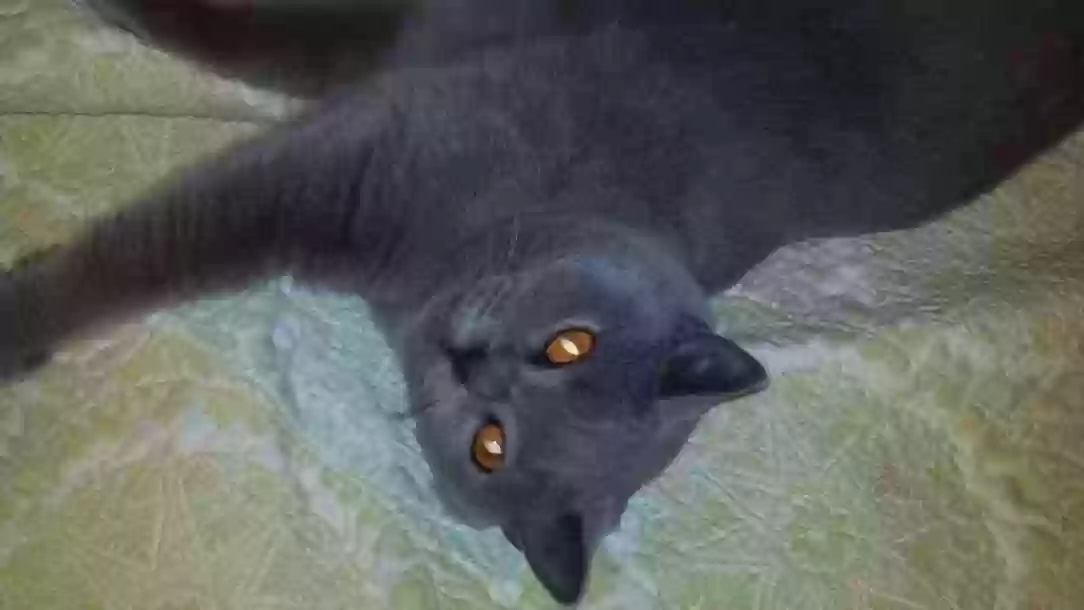 Lost cat in Portland, OR, 97206