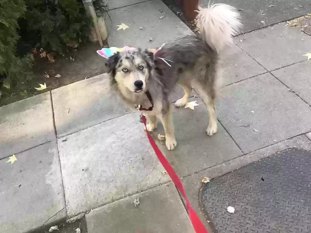 Lost dog in Napa, CA, 94558