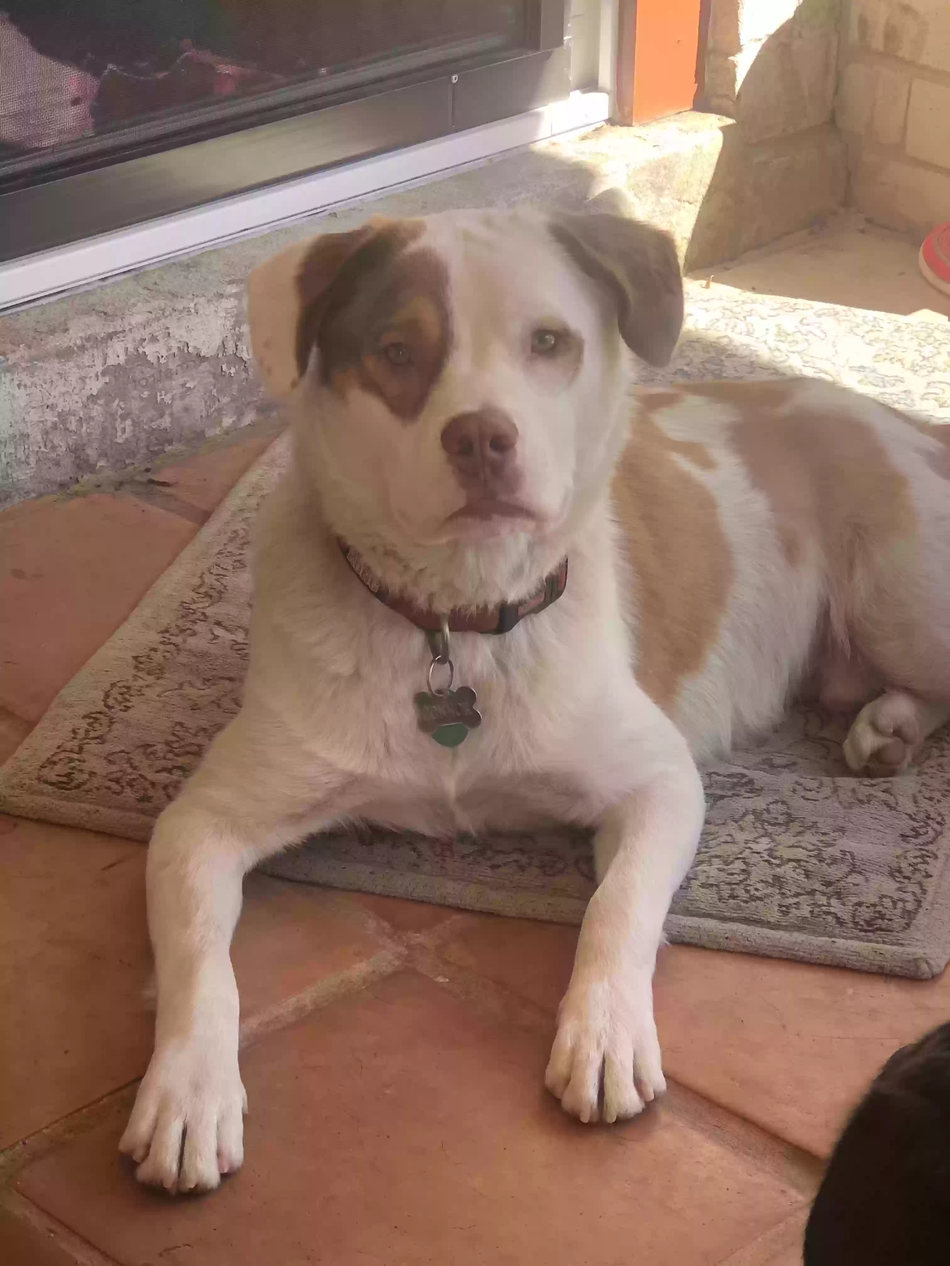 Found dog in La Marque, TX, 77568