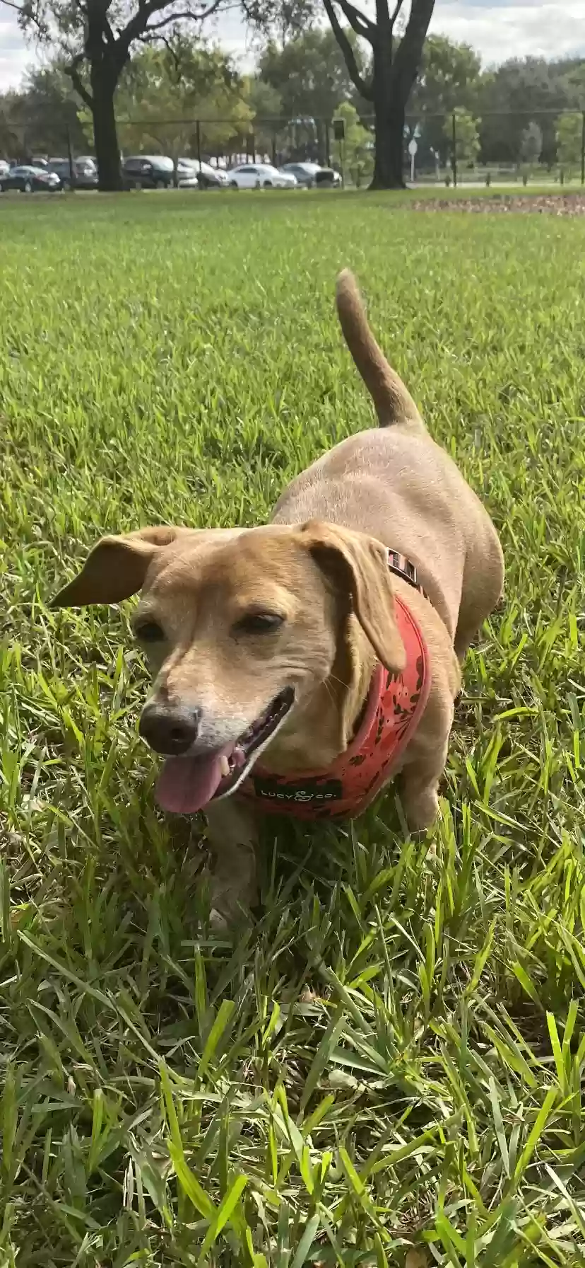 Lost dog in West Palm Beach, FL, 33405