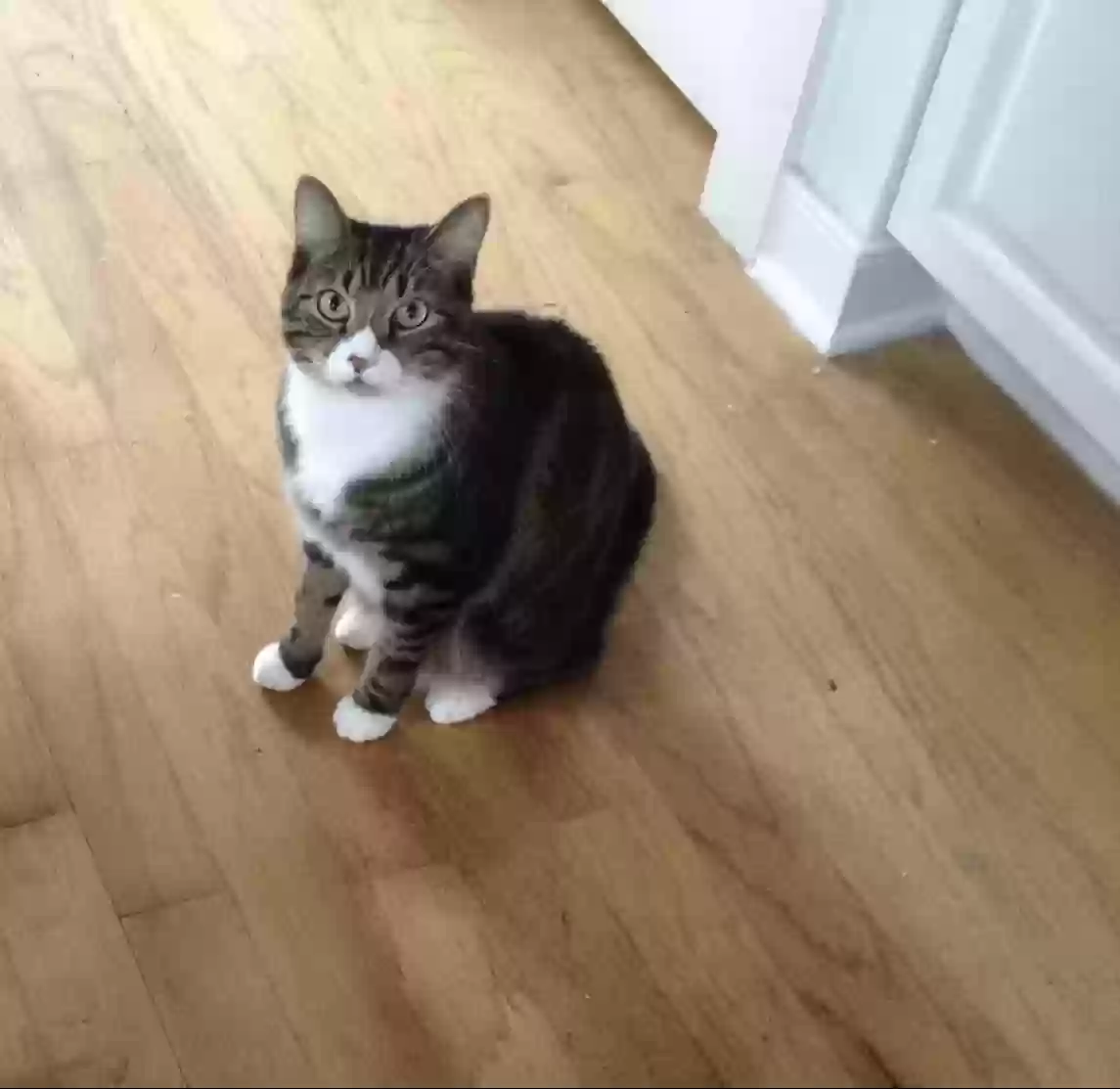 Lost cat in Jacksonville Beach, FL, 32250