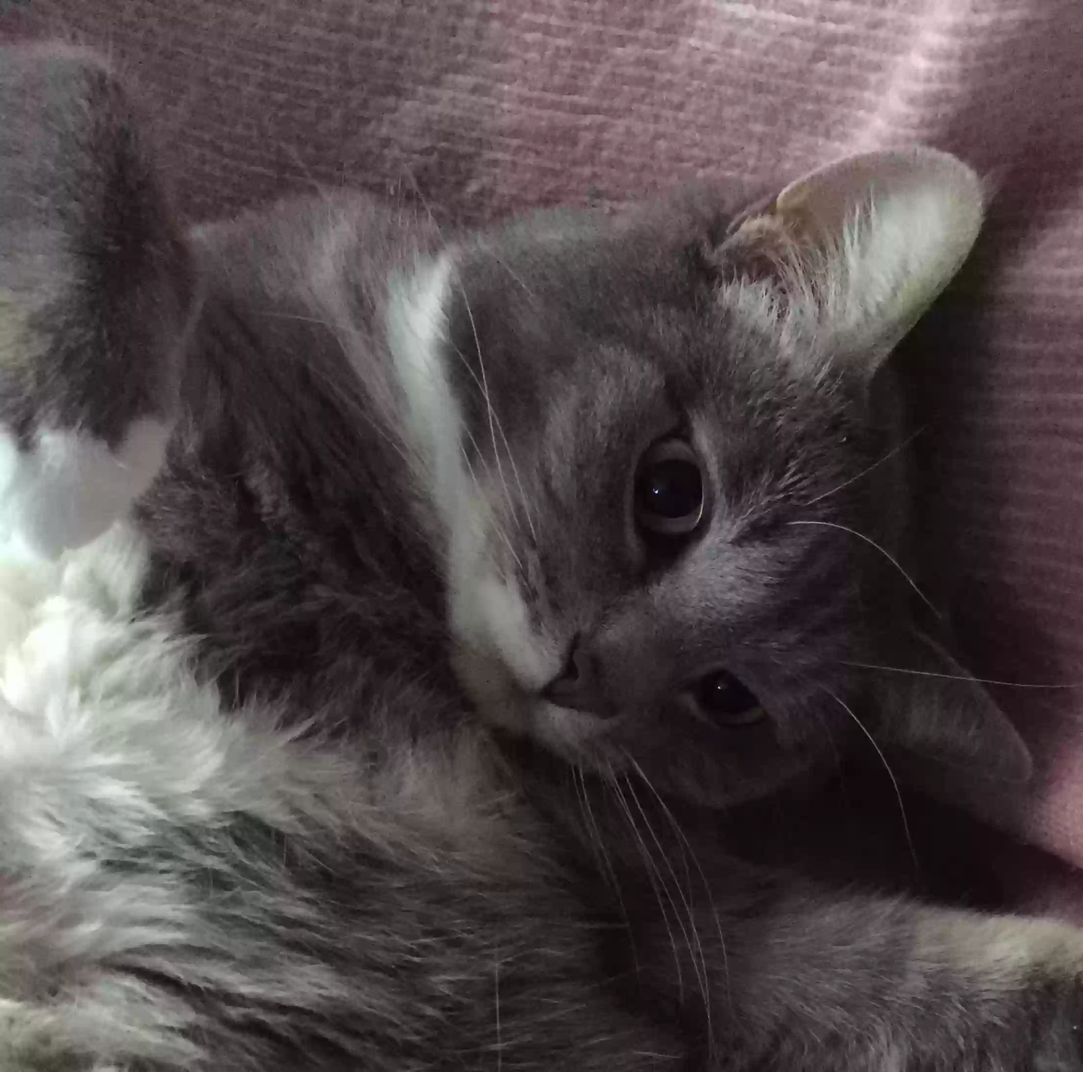Lost cat in North Plains, OR, 97133