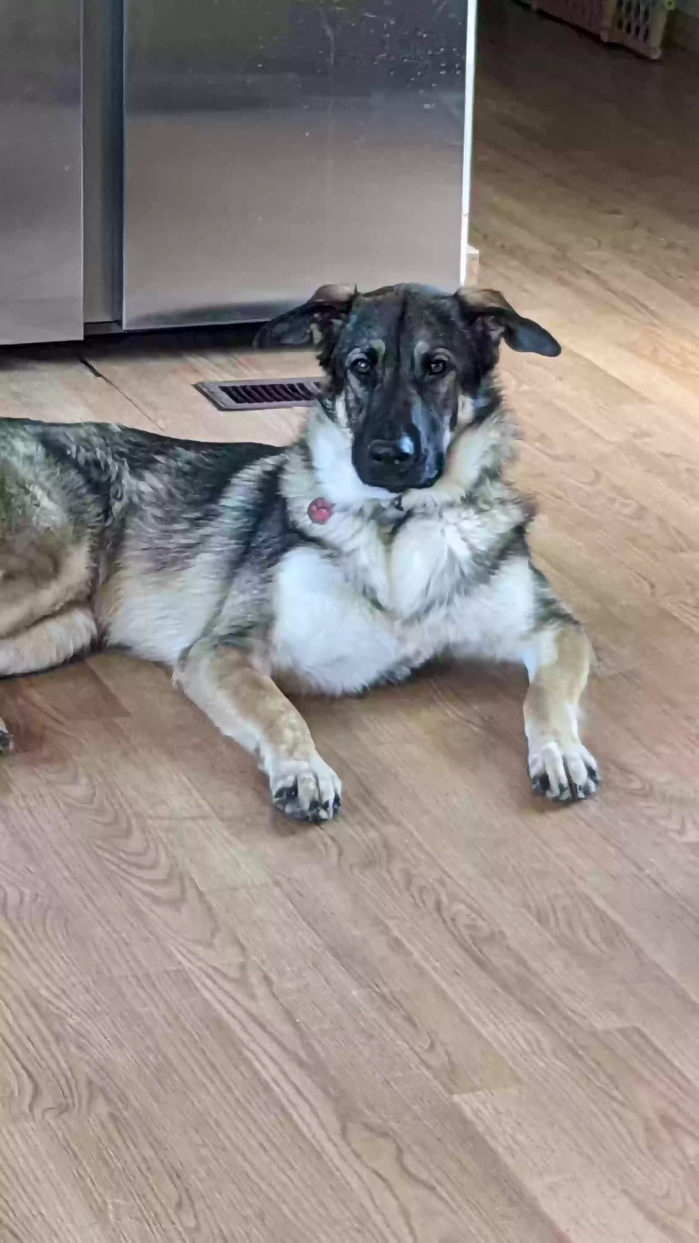 Lost dog in Kodak, TN, 37764