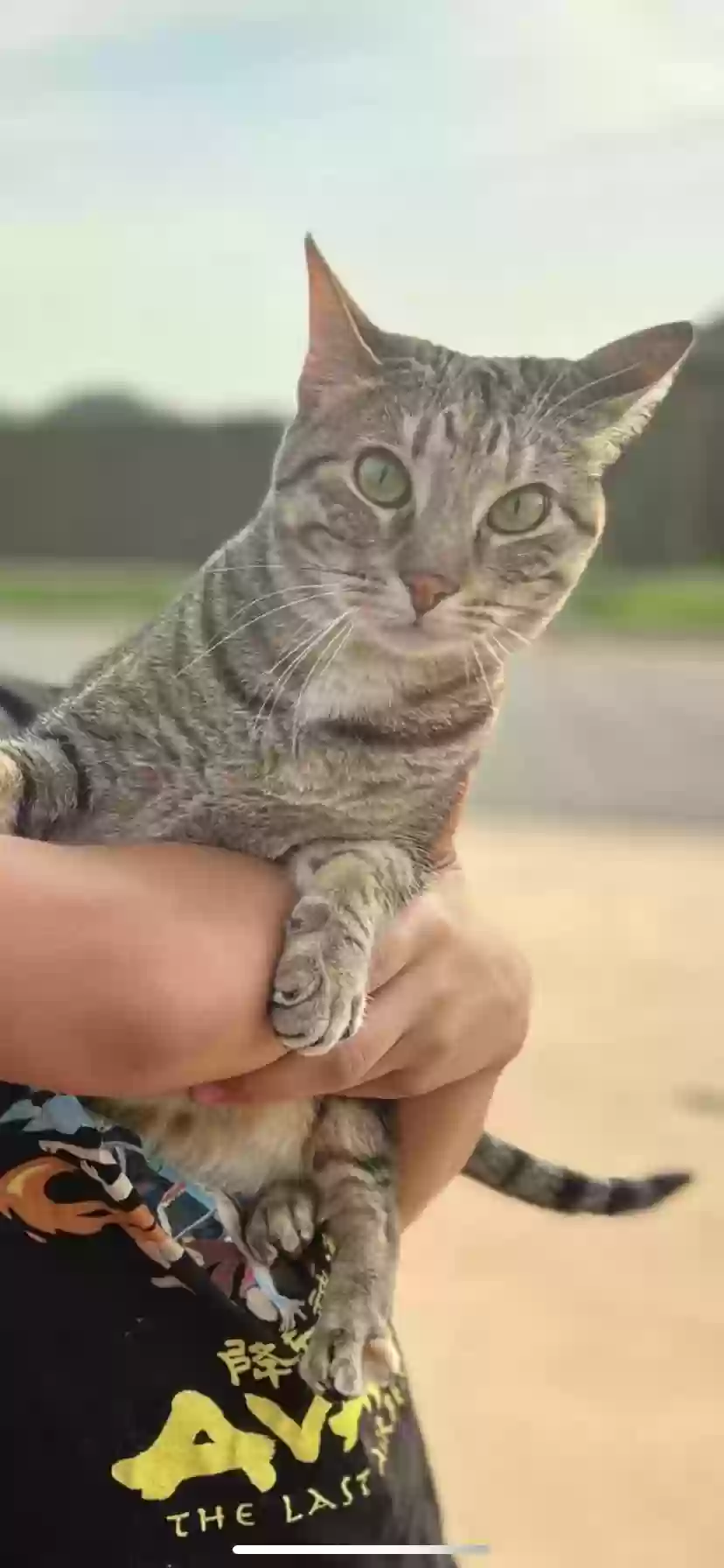 Lost cat in Edmond, OK, 73013