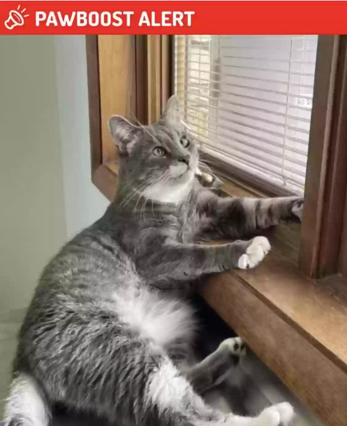 Lost cat in Bloomington, IN, 47403