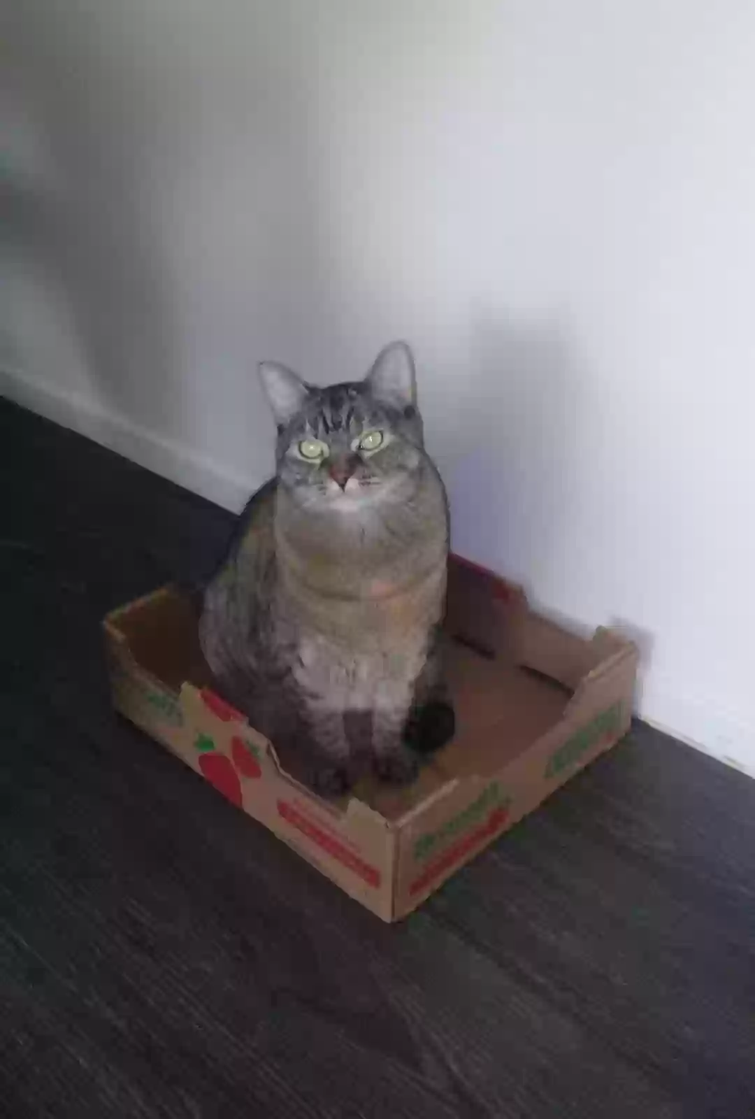 Lost cat in Apache Junction, AZ, 85120