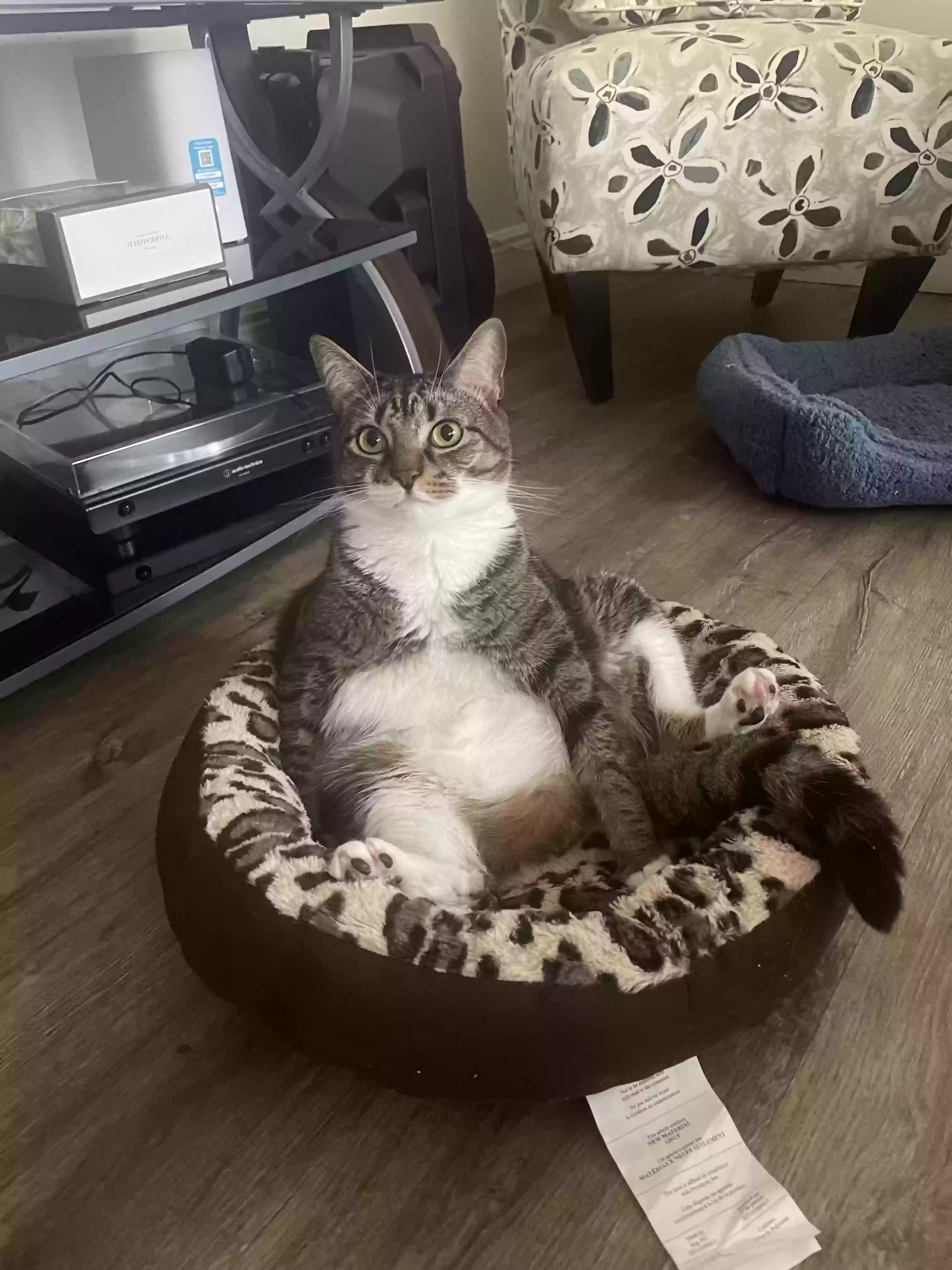 Lost cat in Hollywood, FL, 33026