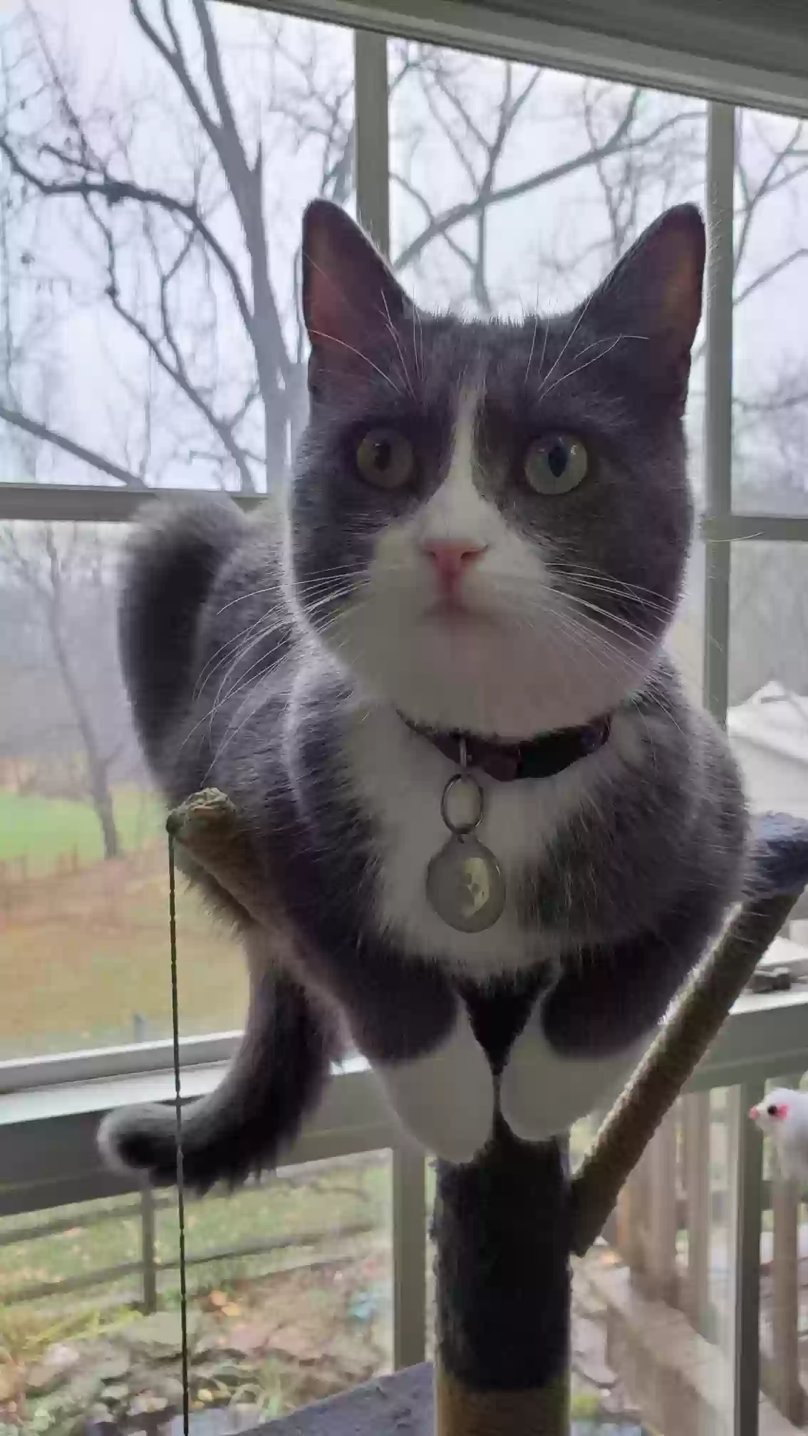 Lost cat in Gaithersburg, MD, 20877