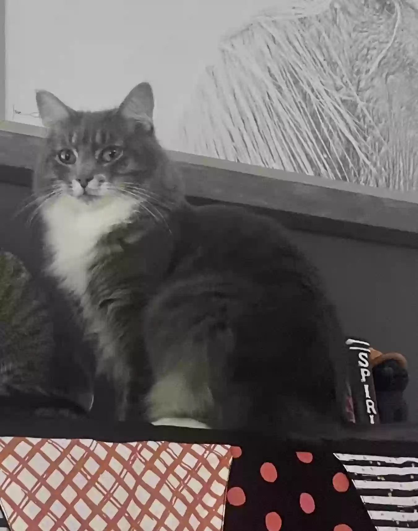 Lost cat in Louisville, KY, 40205
