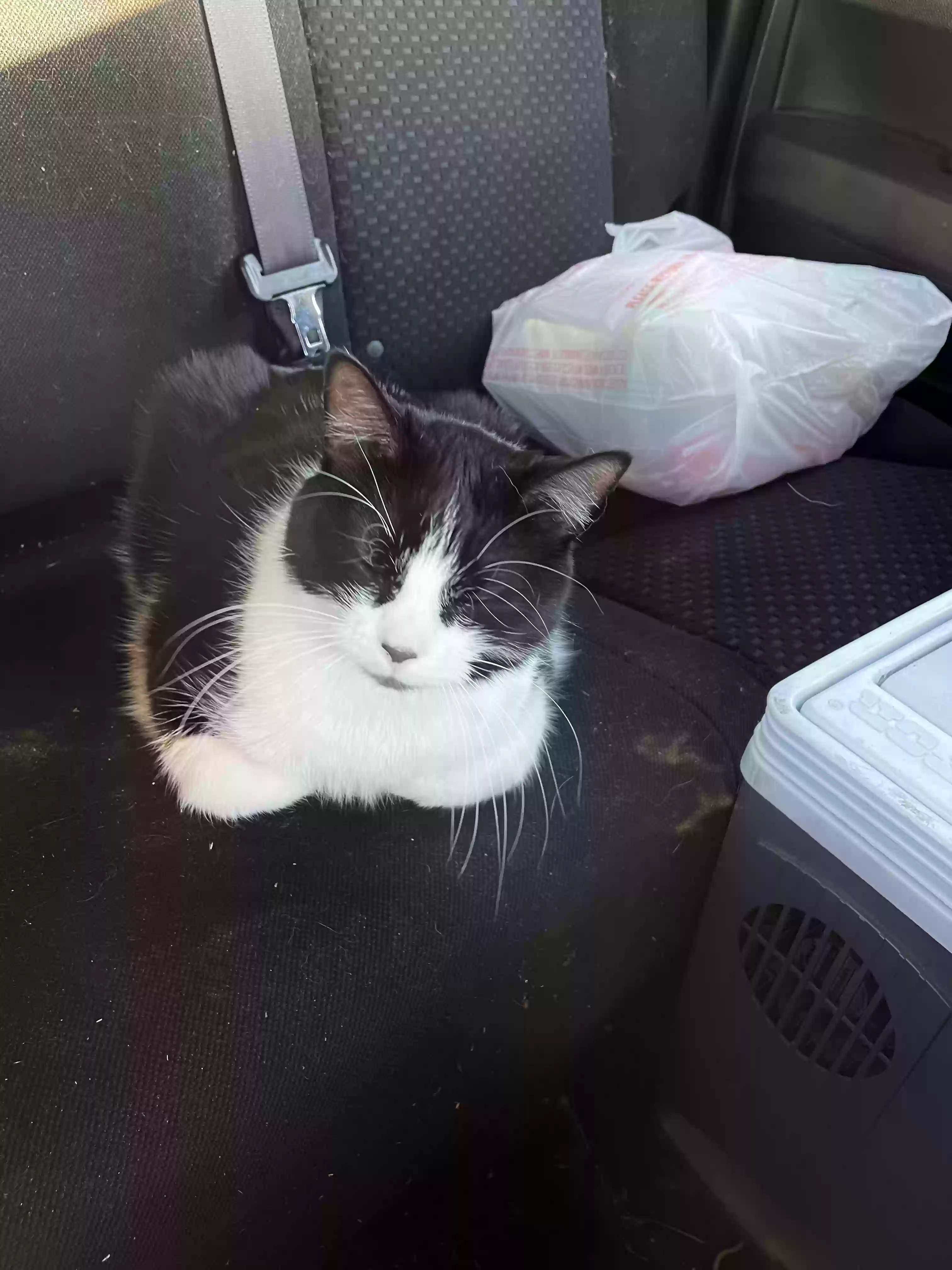 Lost cat in Saint Louis, MO, 63121