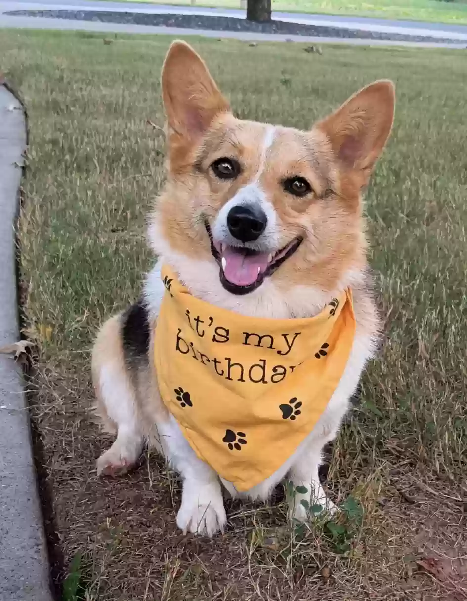 Lost dog in Clermont, GA, 30527