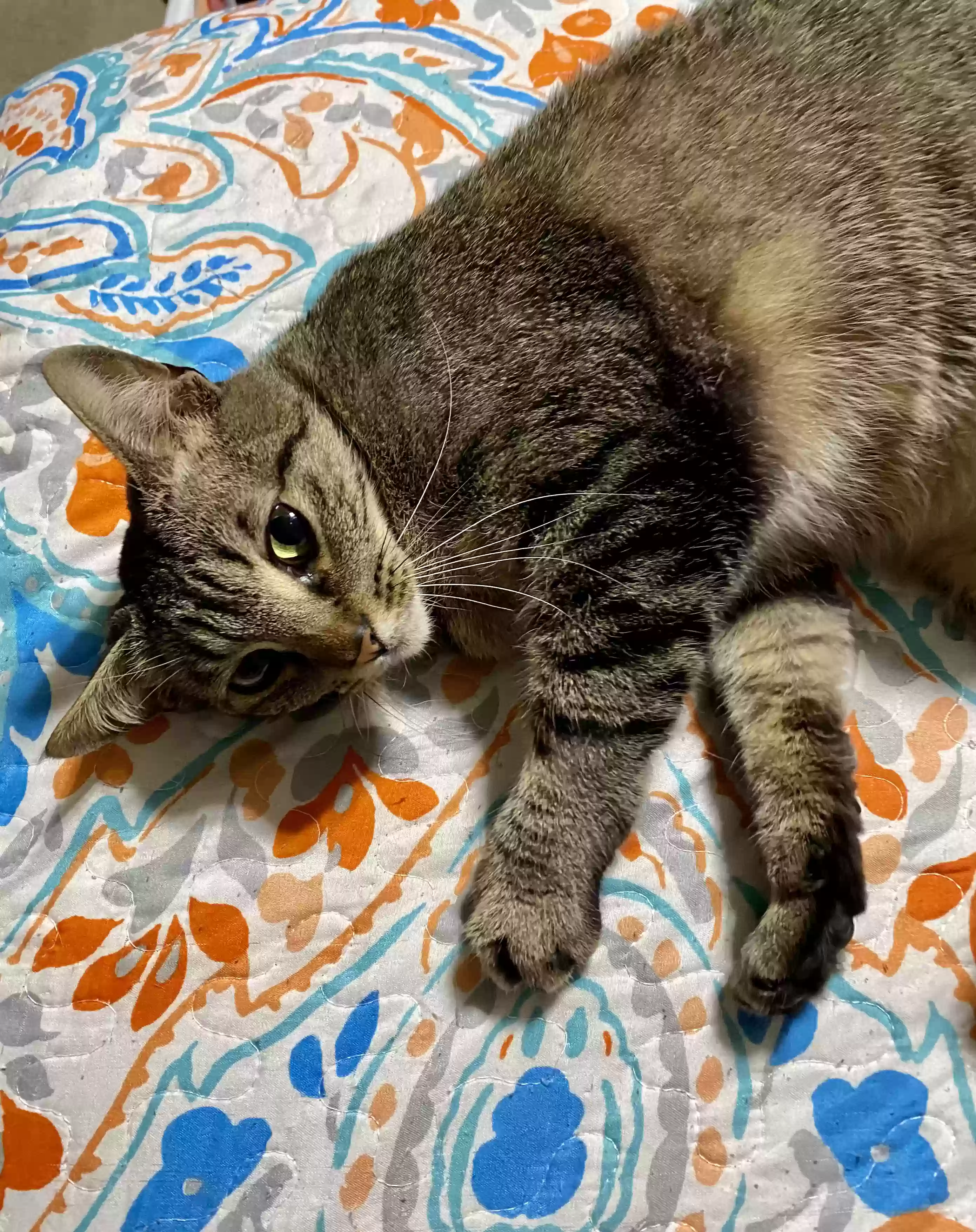 Lost cat in Lumberton, TX, 77657