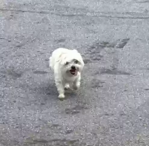Lost dog in Jonesboro, GA, 30238