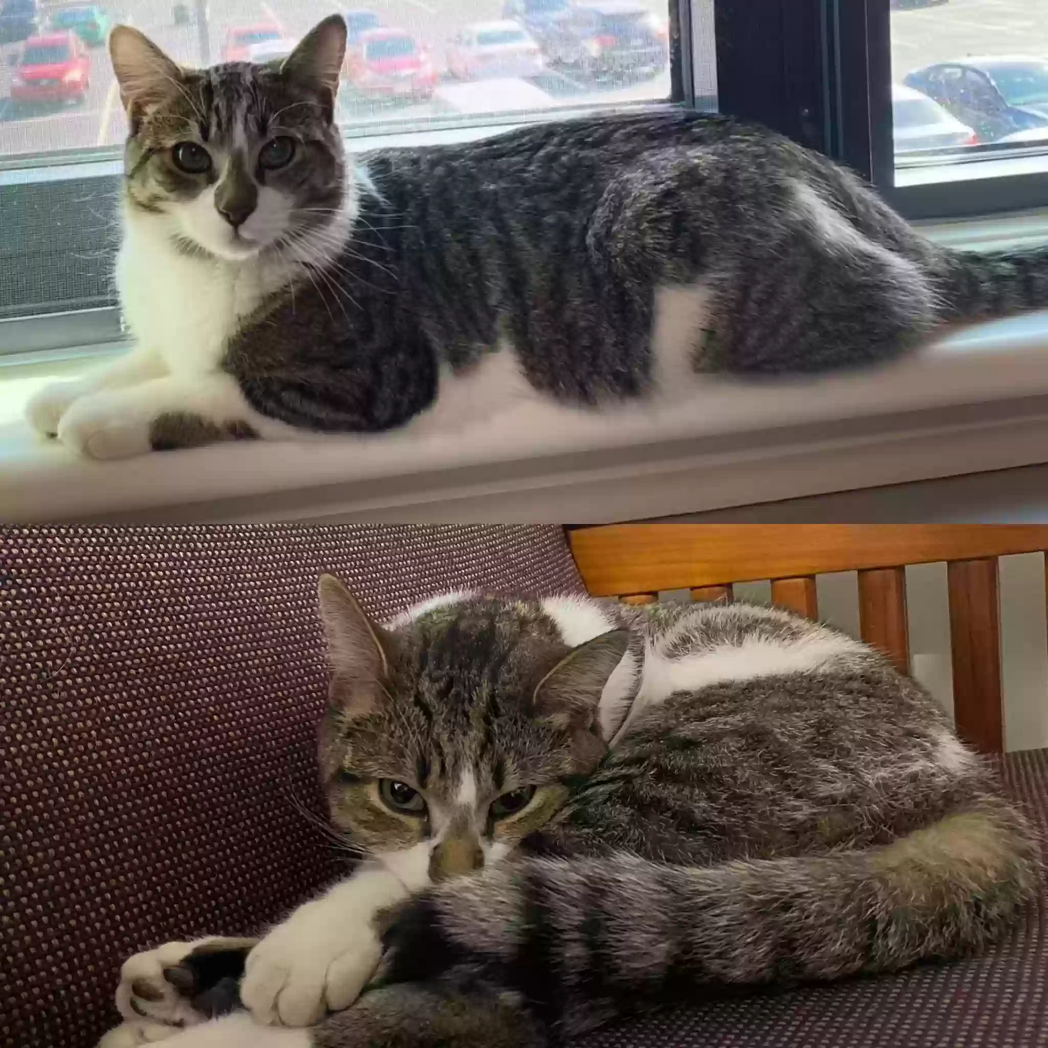 Lost cat in Imperial, PA, 15126