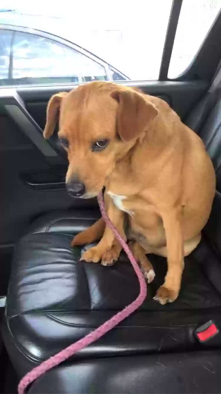 Lost dog in Spring, TX, 77388