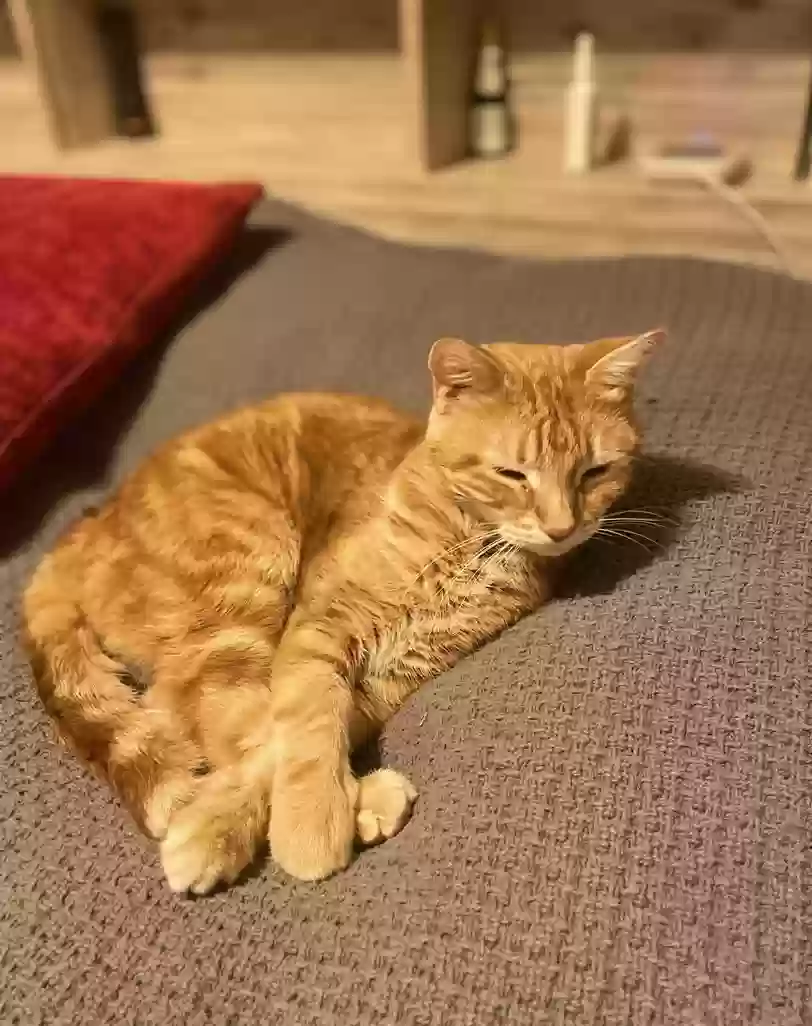 Lost cat in Independence, MO, 64055