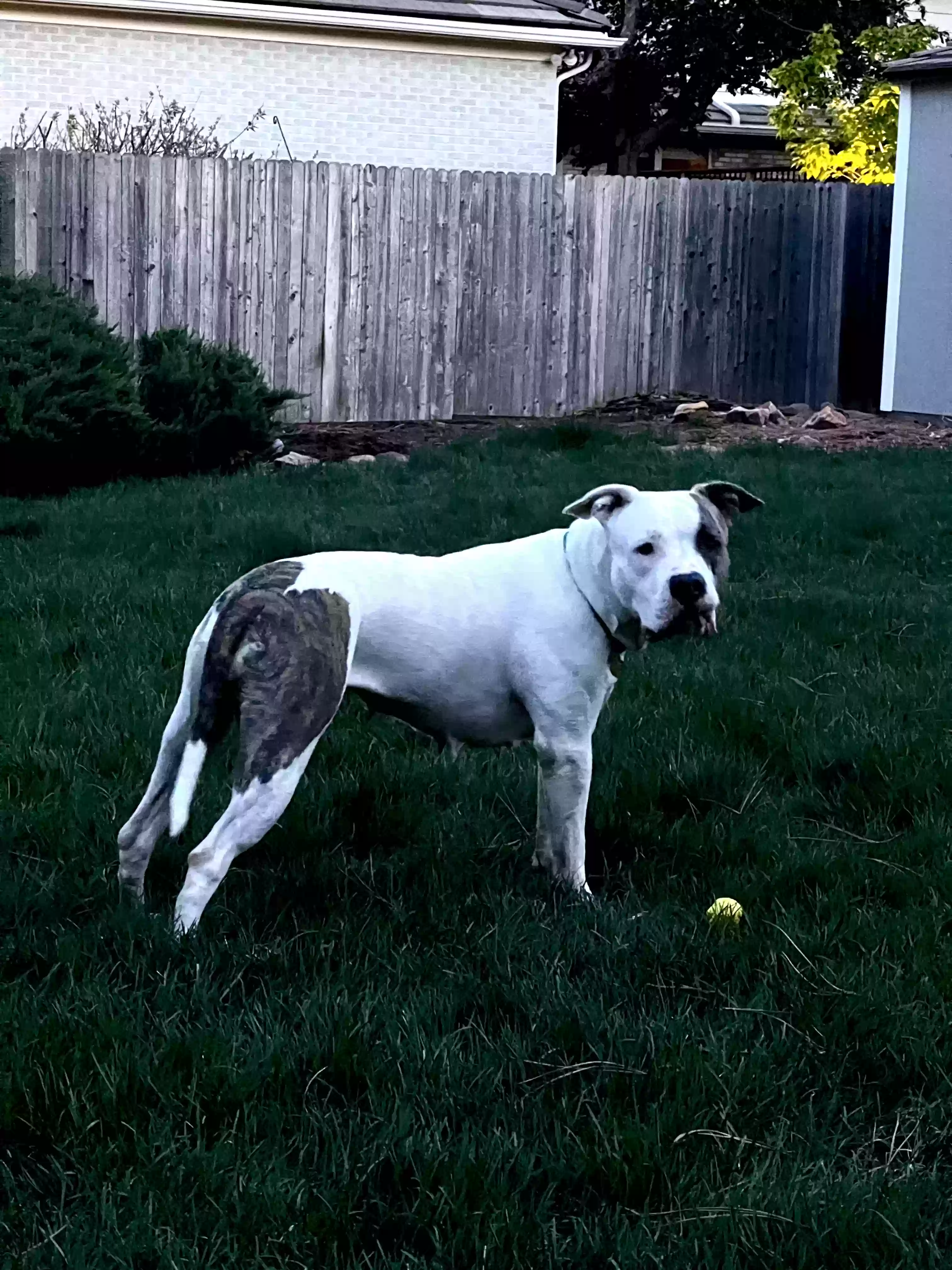 Lost dog in Denver, CO, 80237