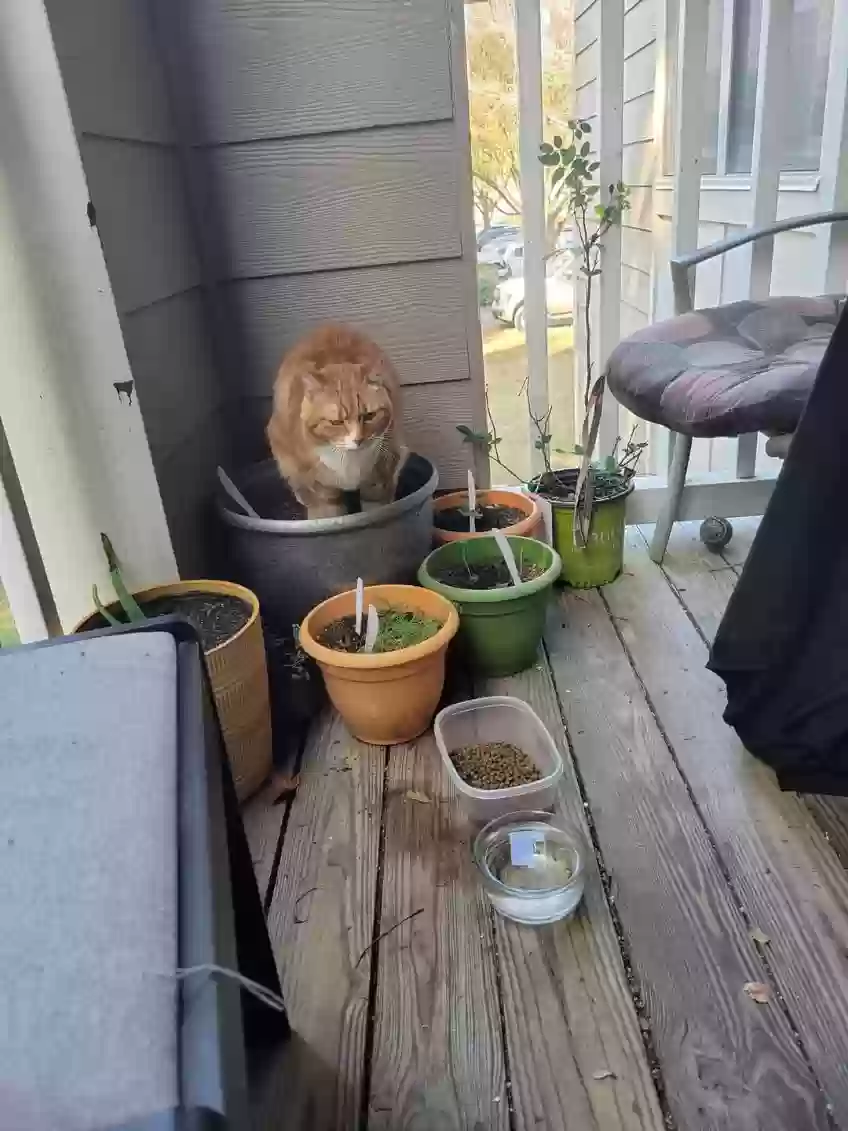 Lost cat in Dallas, GA, 30132