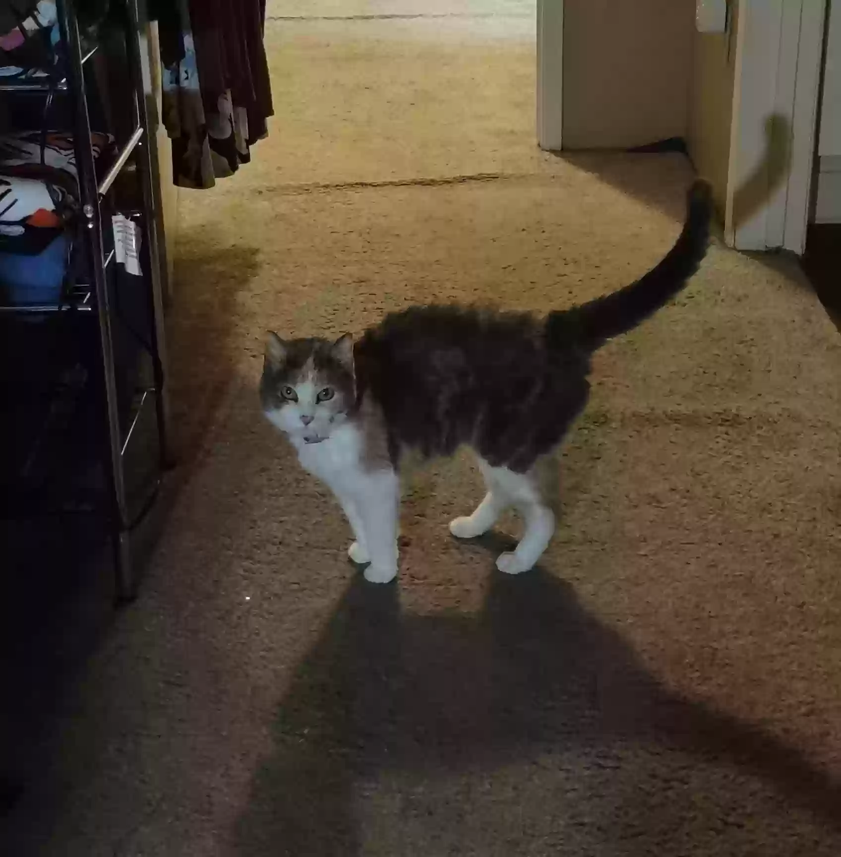 Lost cat in Nampa, ID, 83687