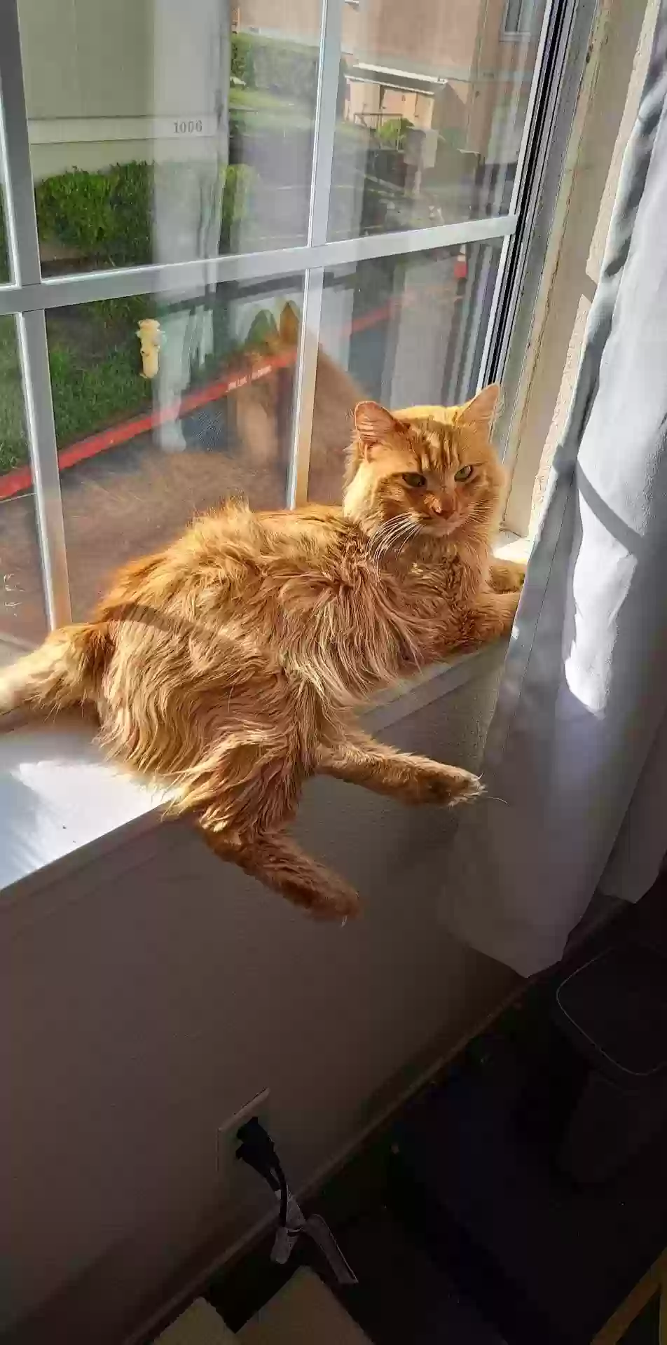 Lost cat in Daly City, CA, 94014