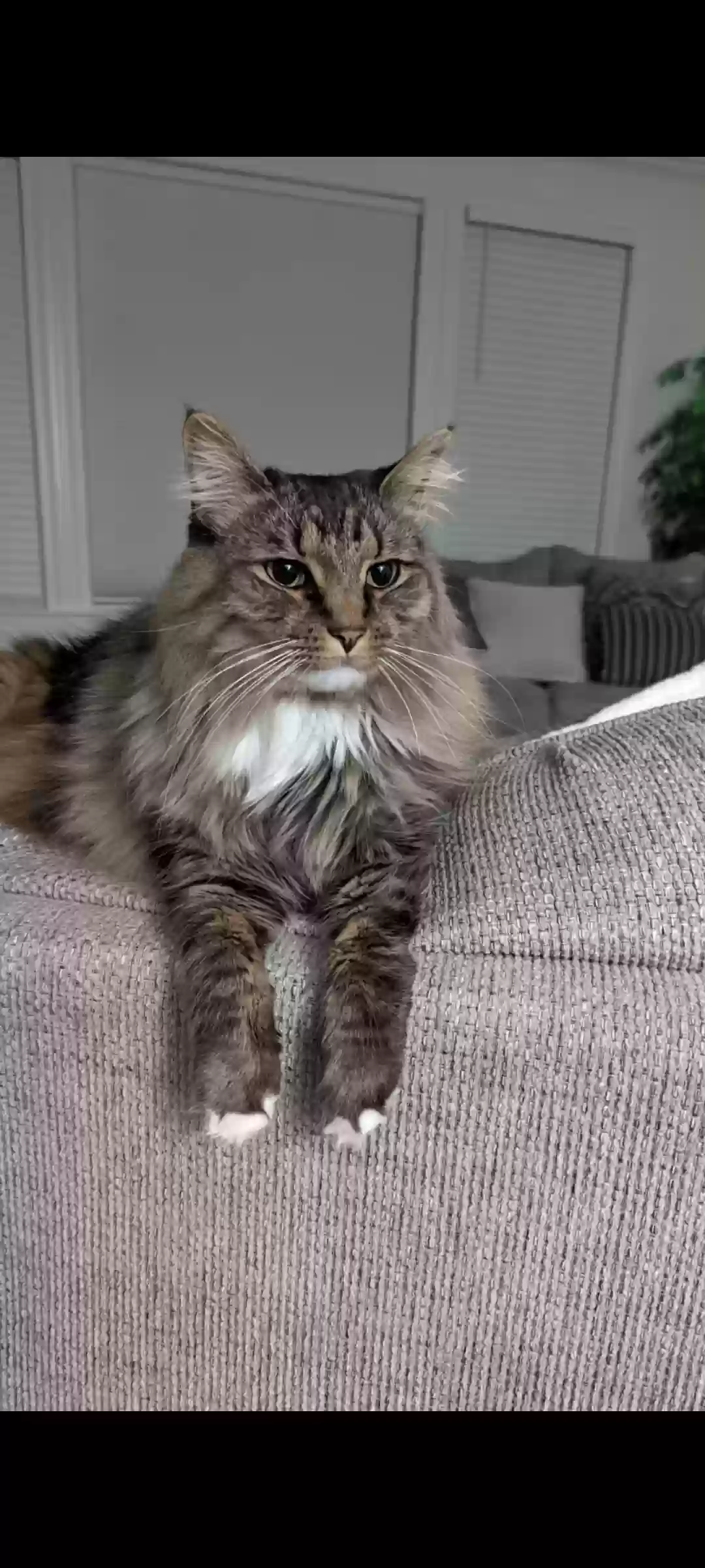 Lost cat in North Ridgeville, OH, 44039