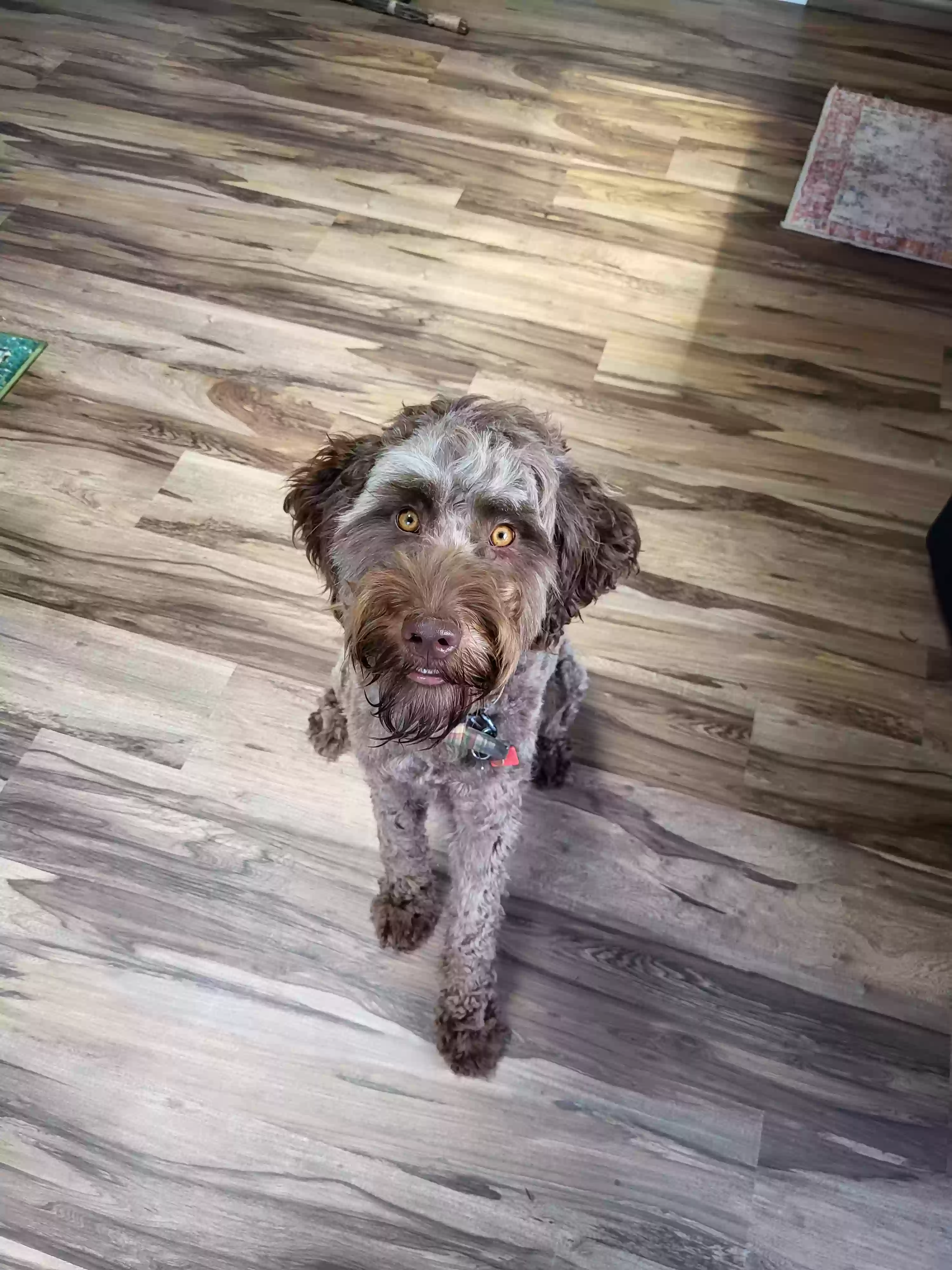 Lost dog in La Center, WA, 98629