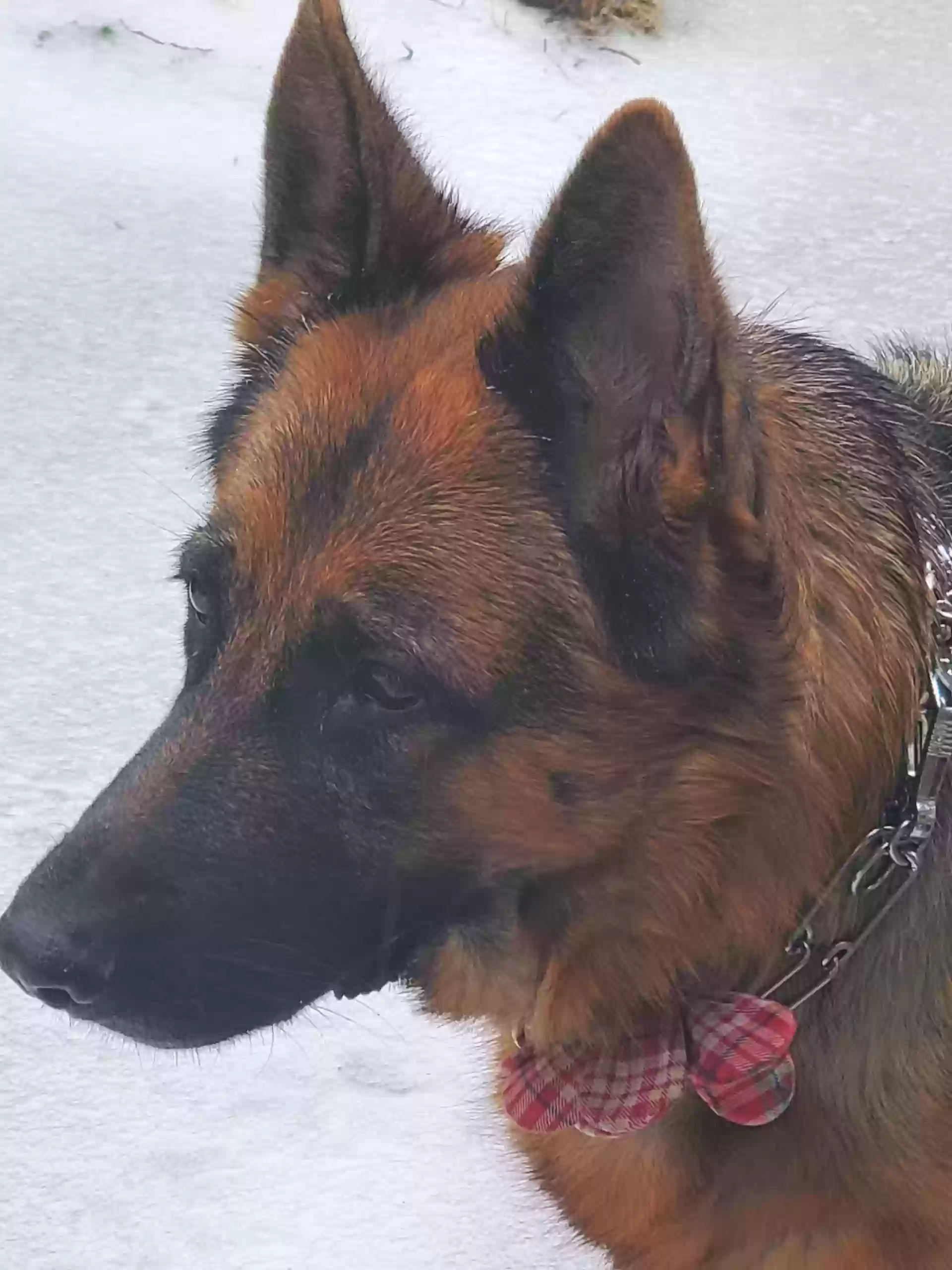 Lost dog in Richardson, TX, 75080