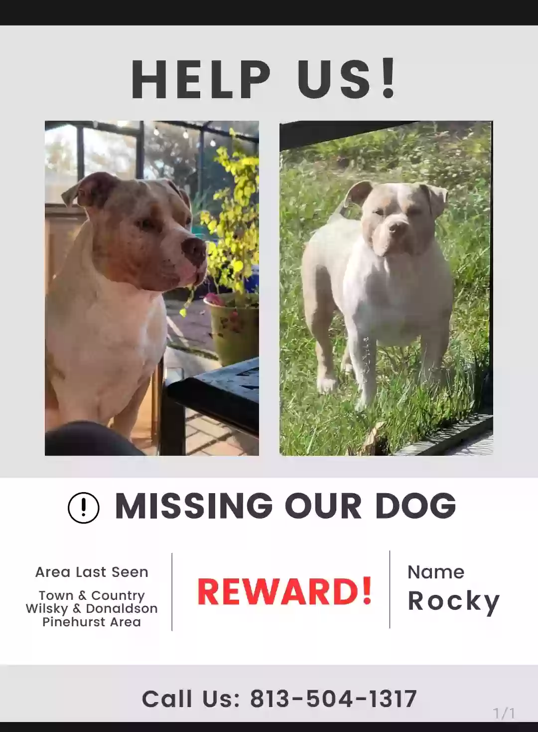 Lost dog in Tampa, FL, 33615