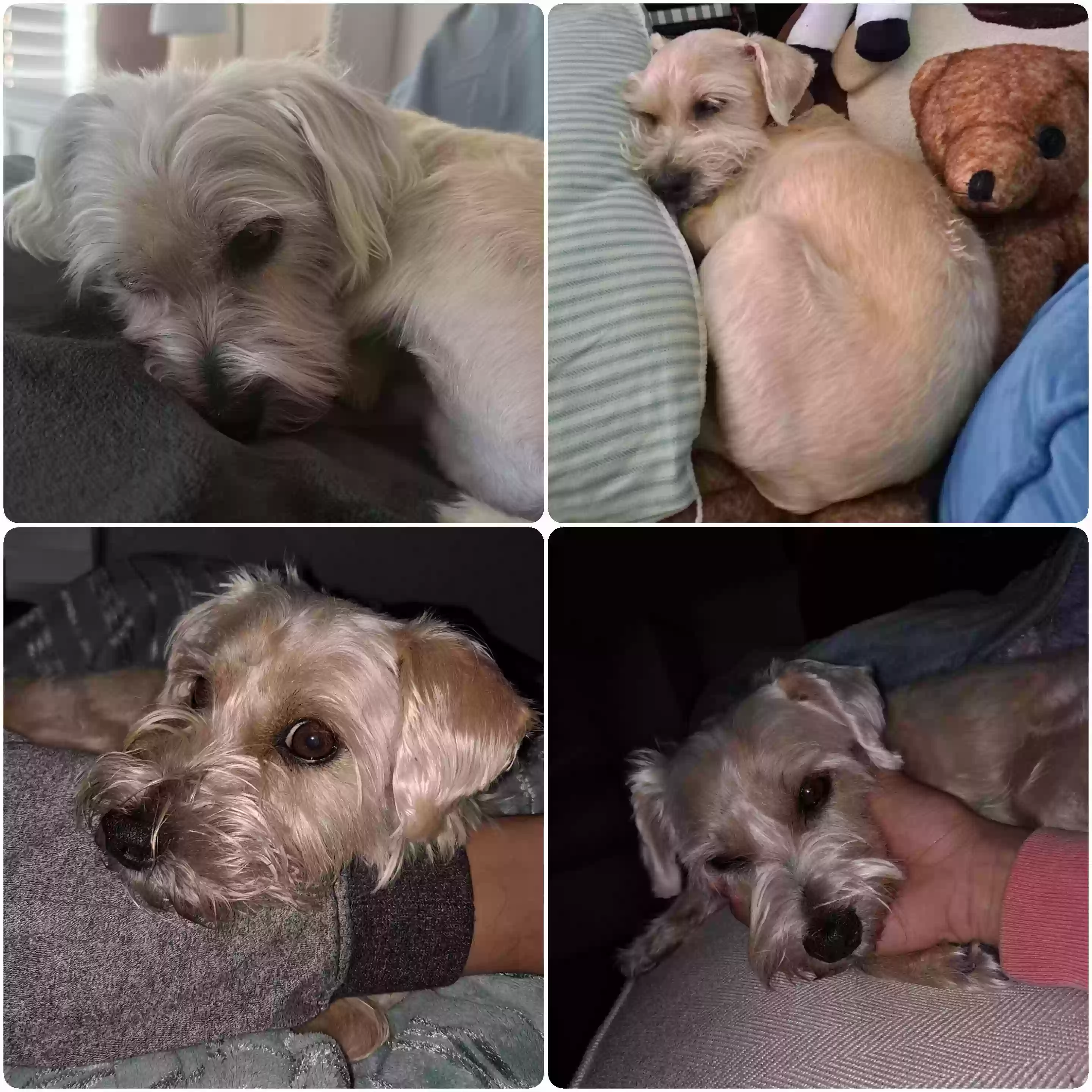 Lost dog in Mesquite, TX, 75181