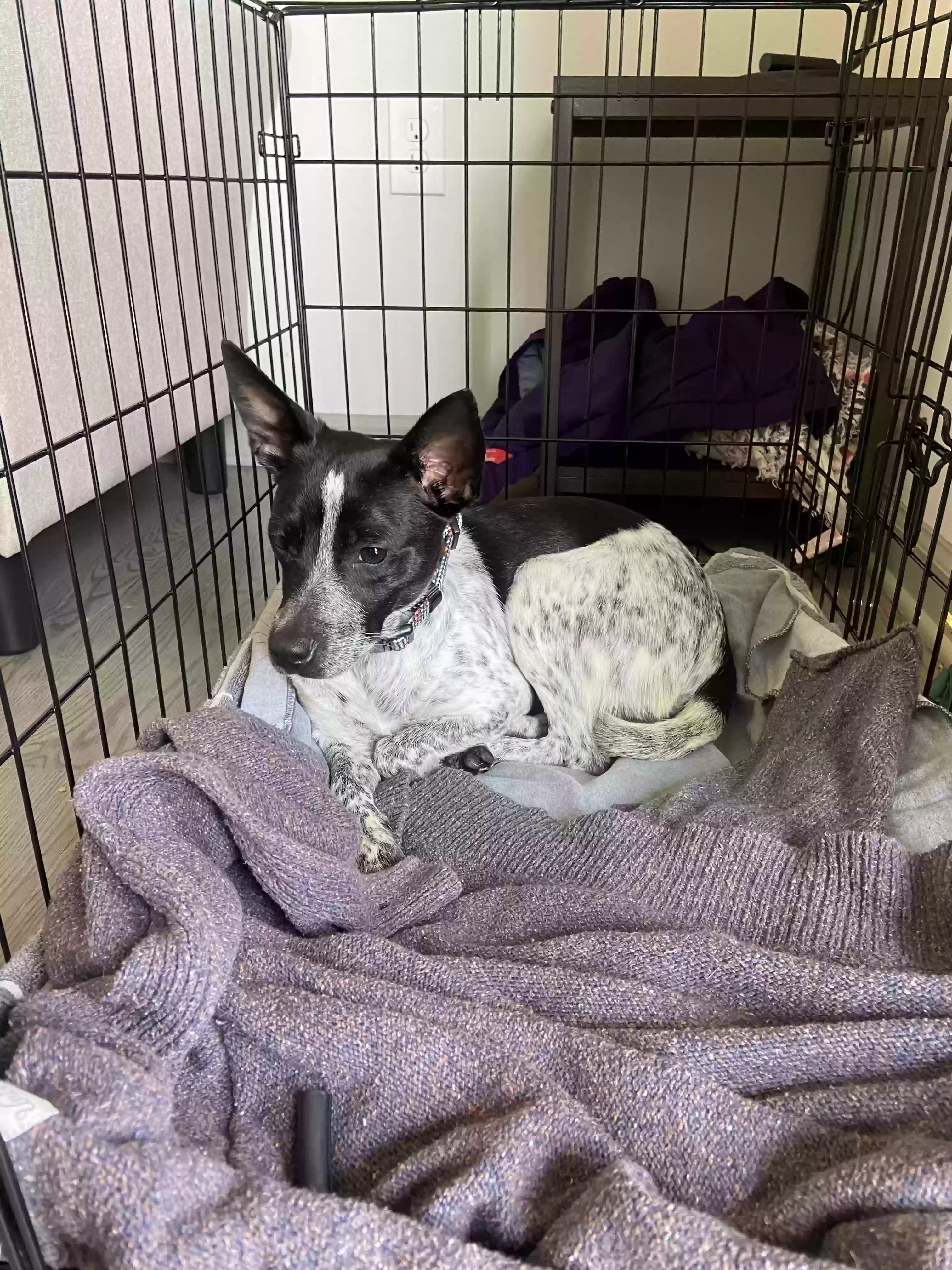 Lost dog in Concord, NC, 28027