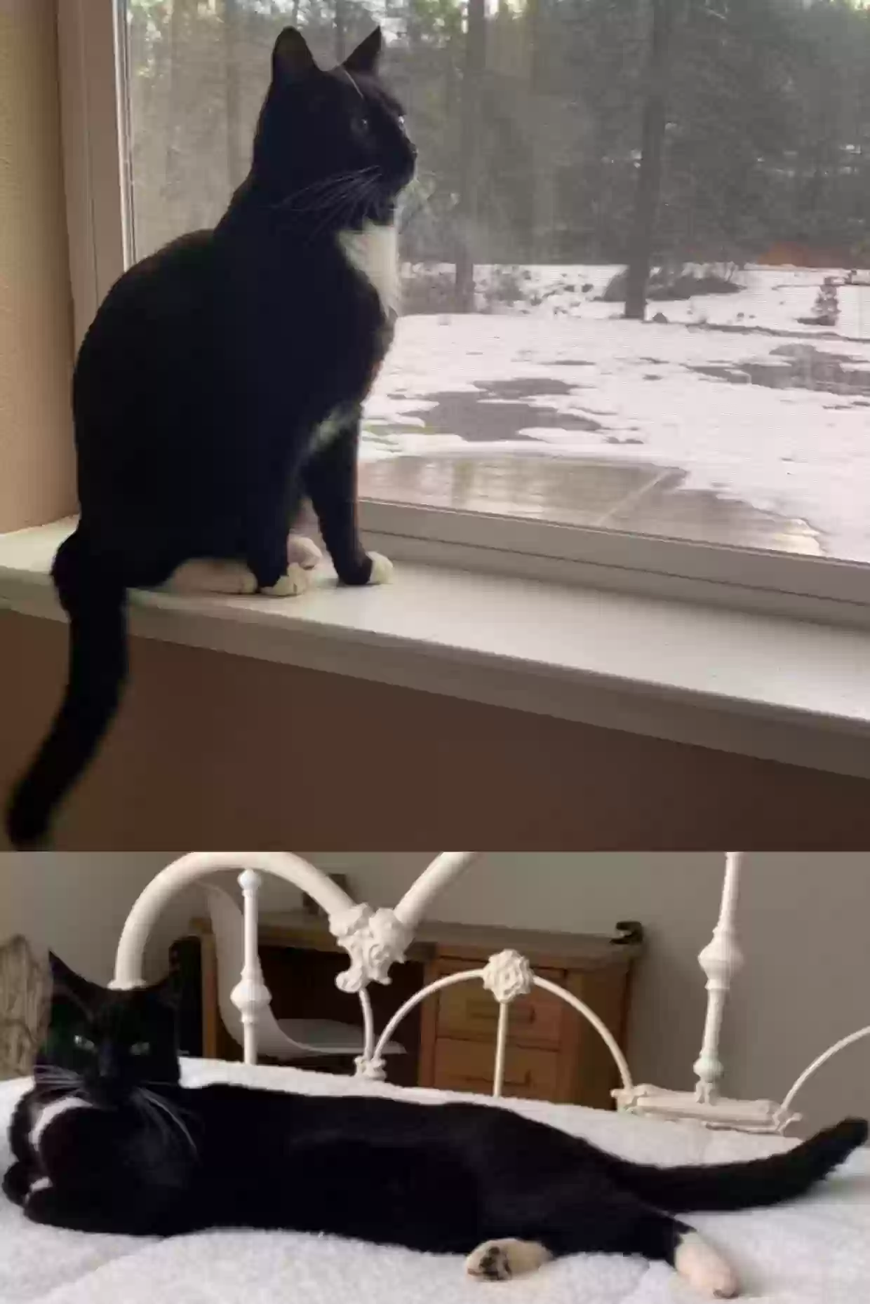 Lost cat in Colfax, CA, 95713