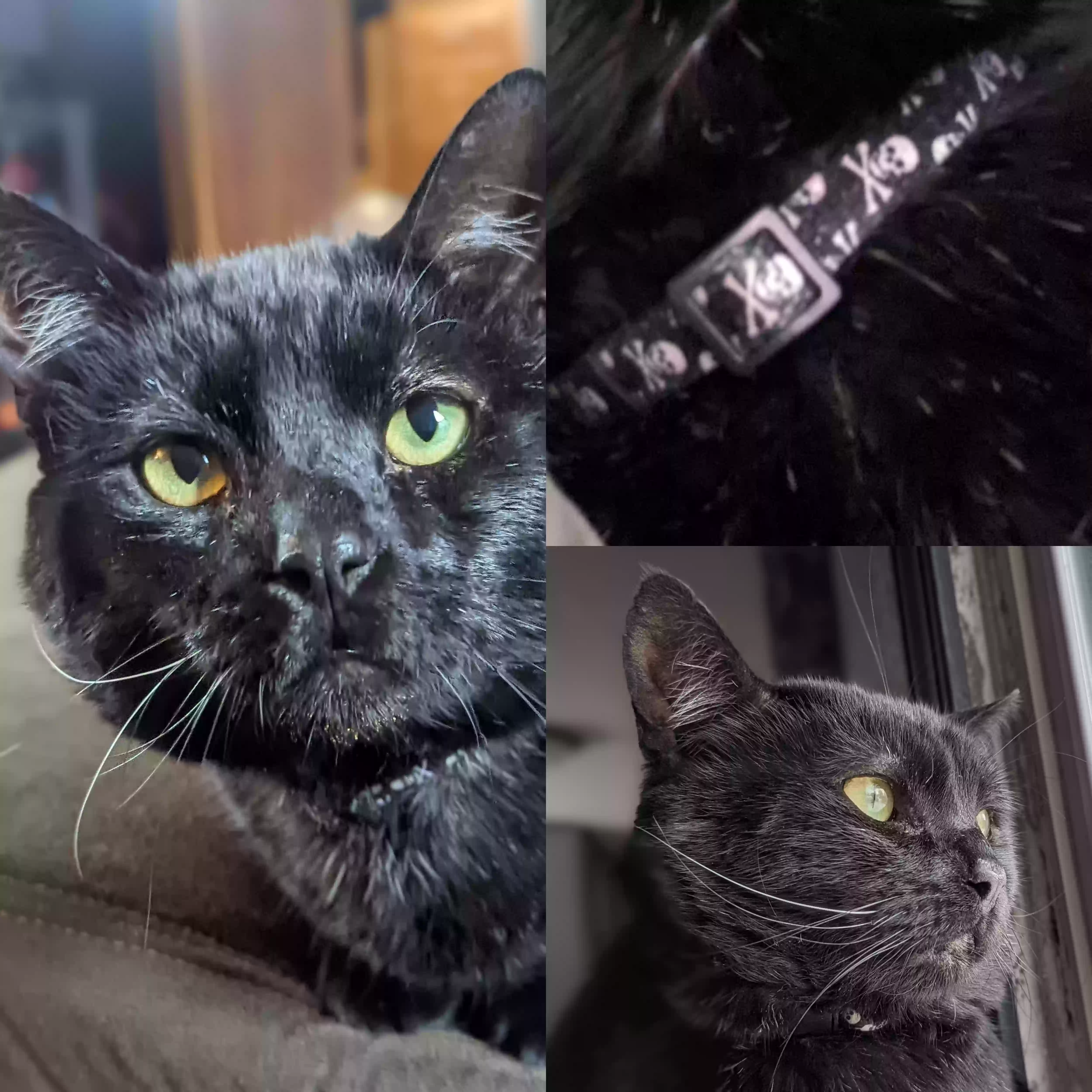 Lost cat in Fort Collins, CO, 80524