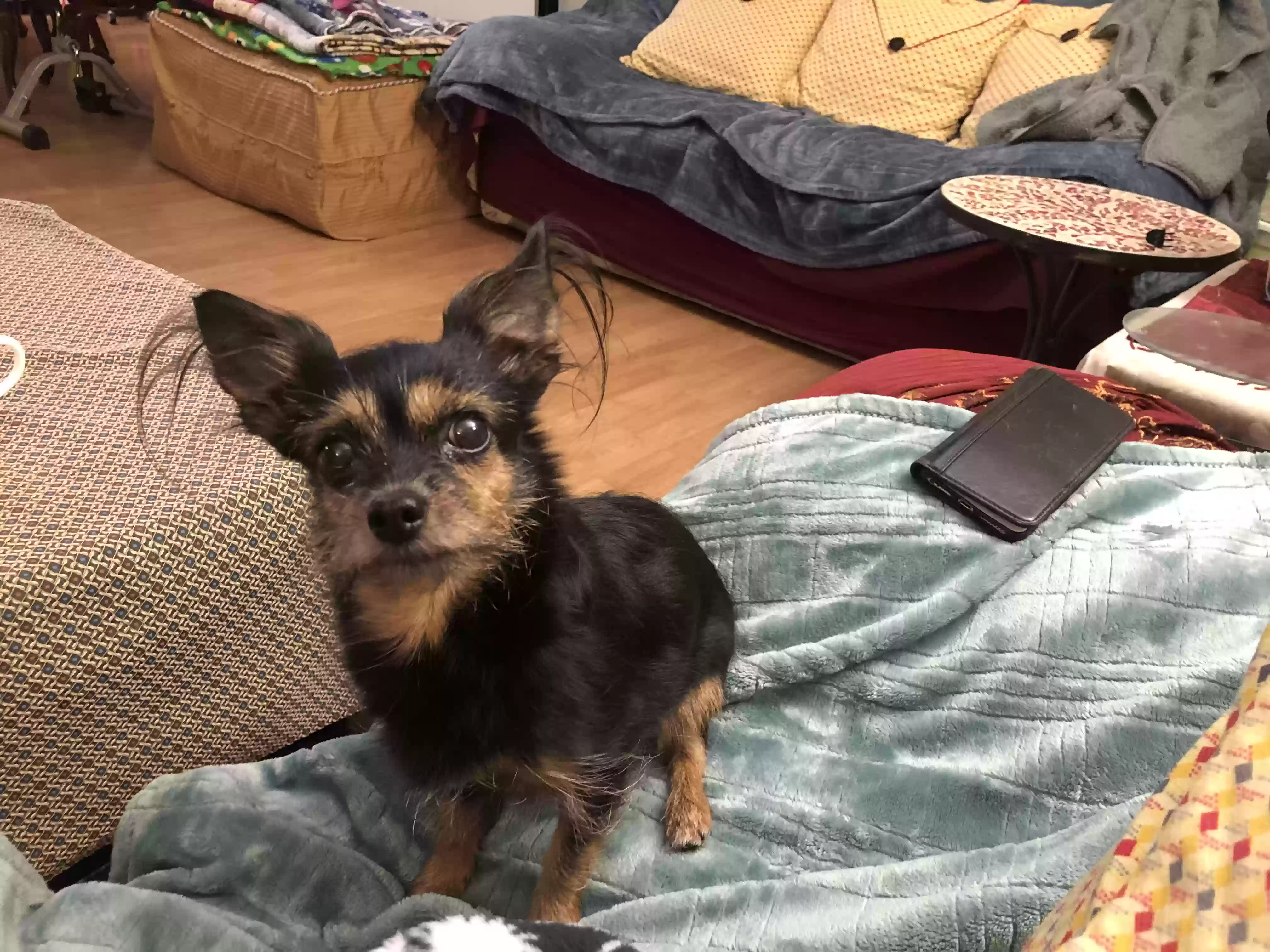 Lost dog in Daly City, CA, 94014