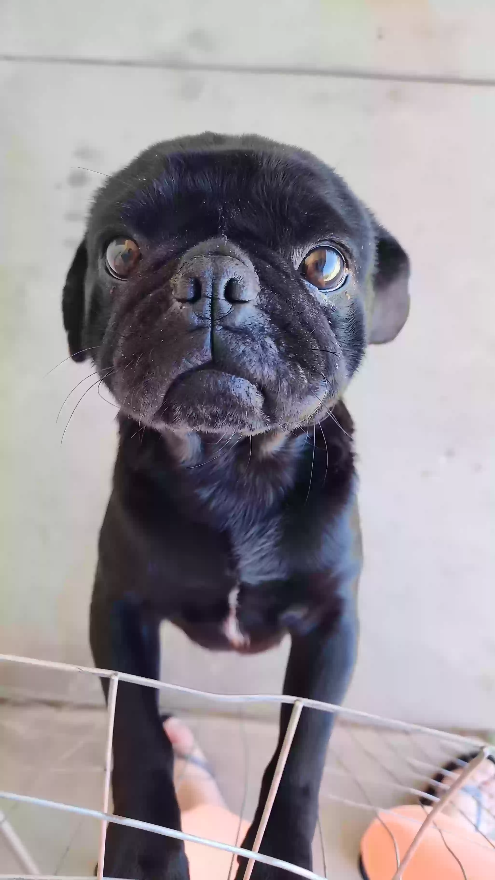 Lost dog in Phelan, CA, 92371