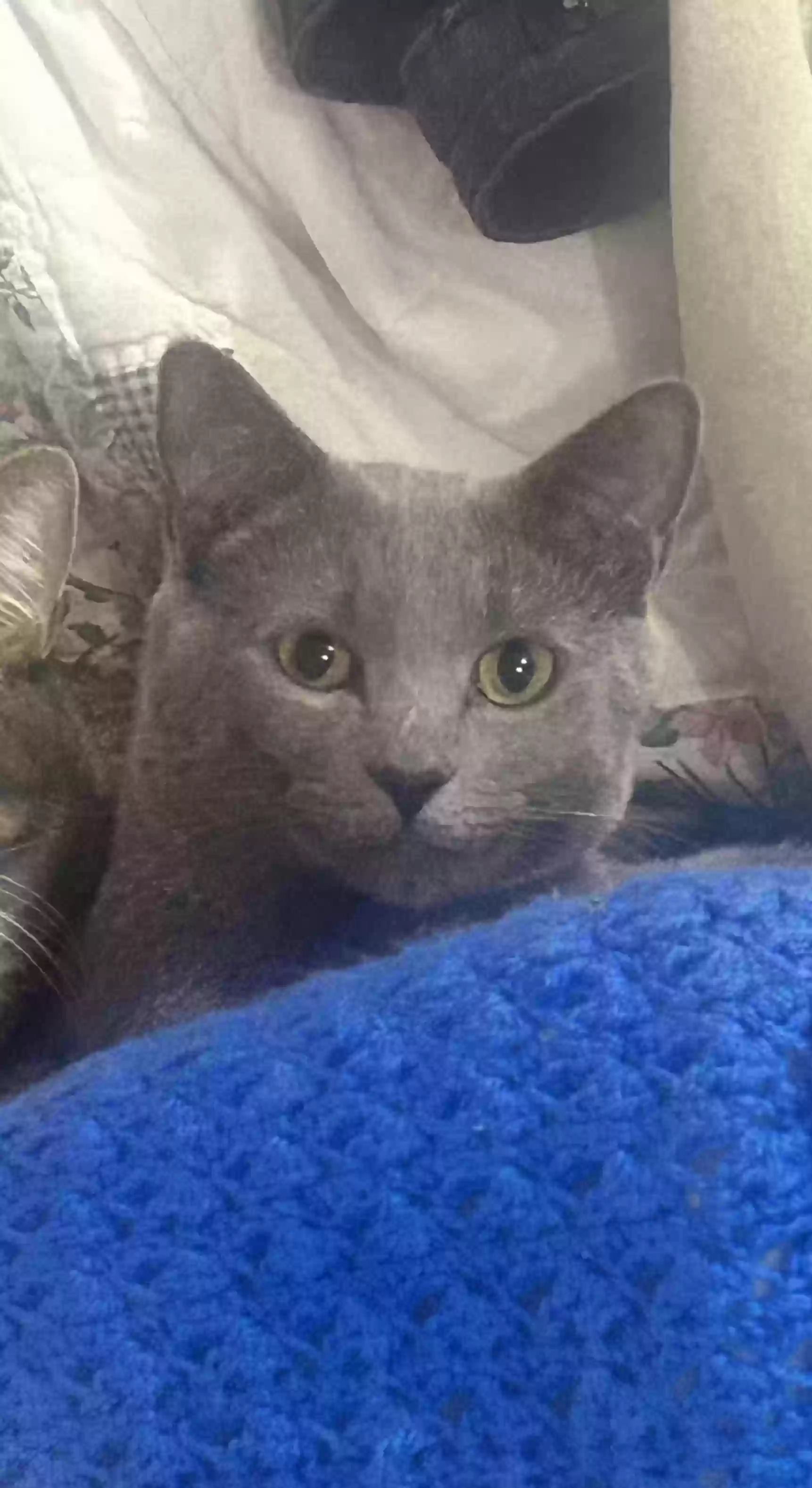 Lost cat in Bonney Lake, WA, 98391