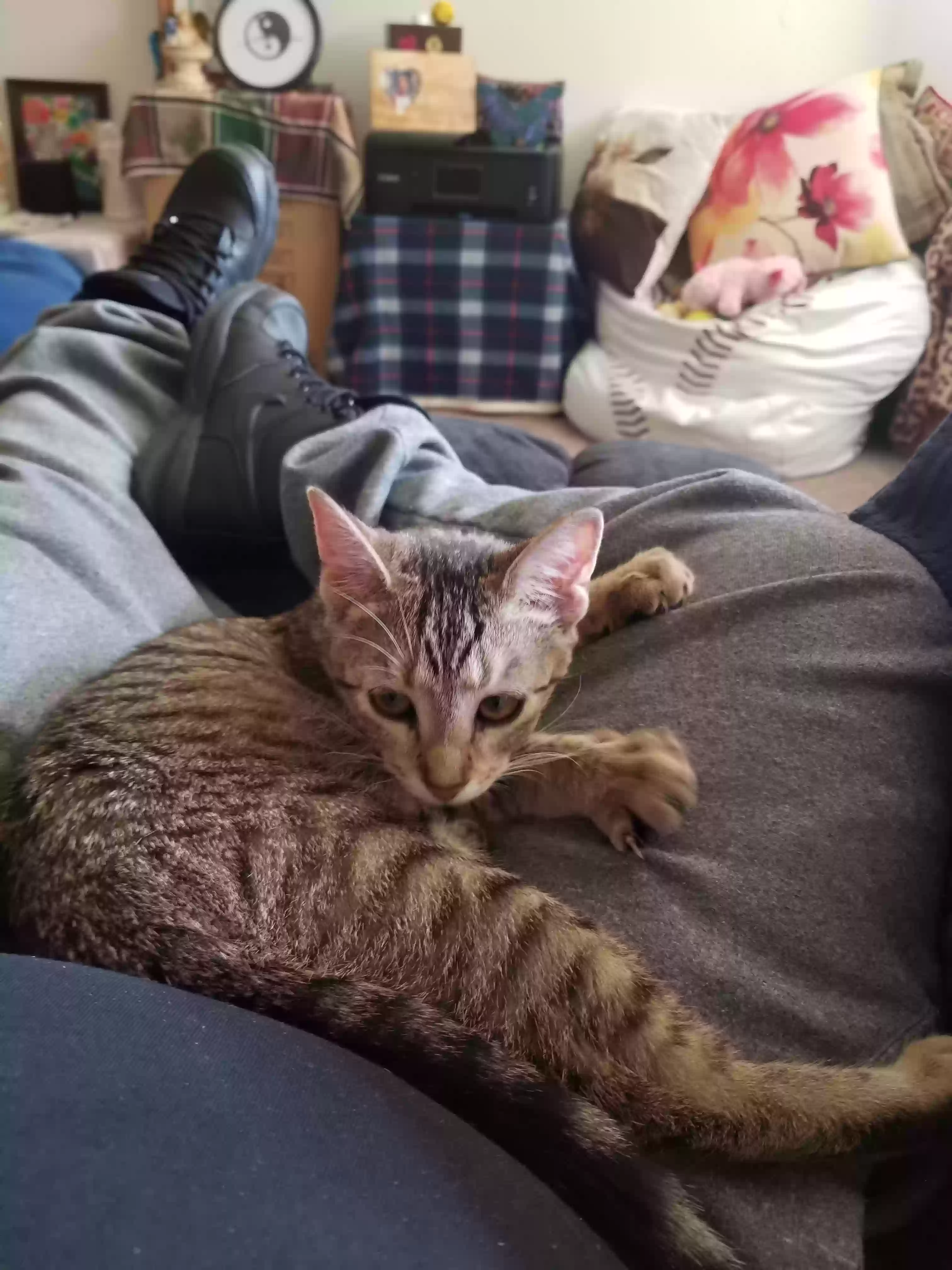 Lost cat in Saint Paul, MN, 55106