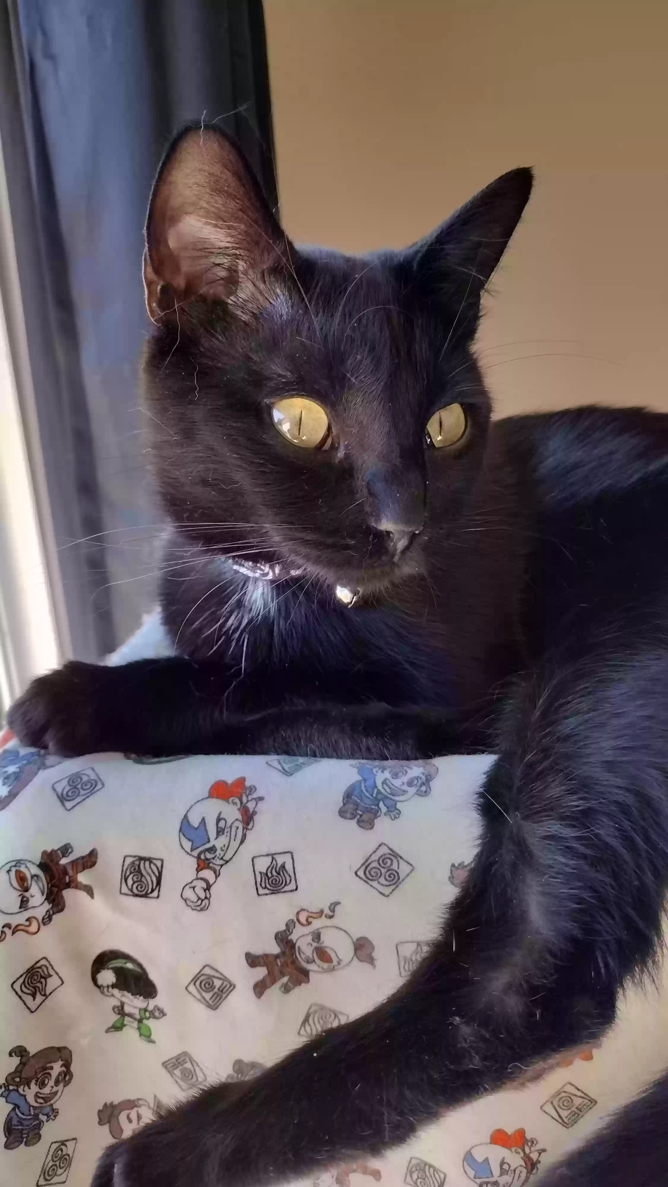 Lost cat in El Cajon, CA, 92019