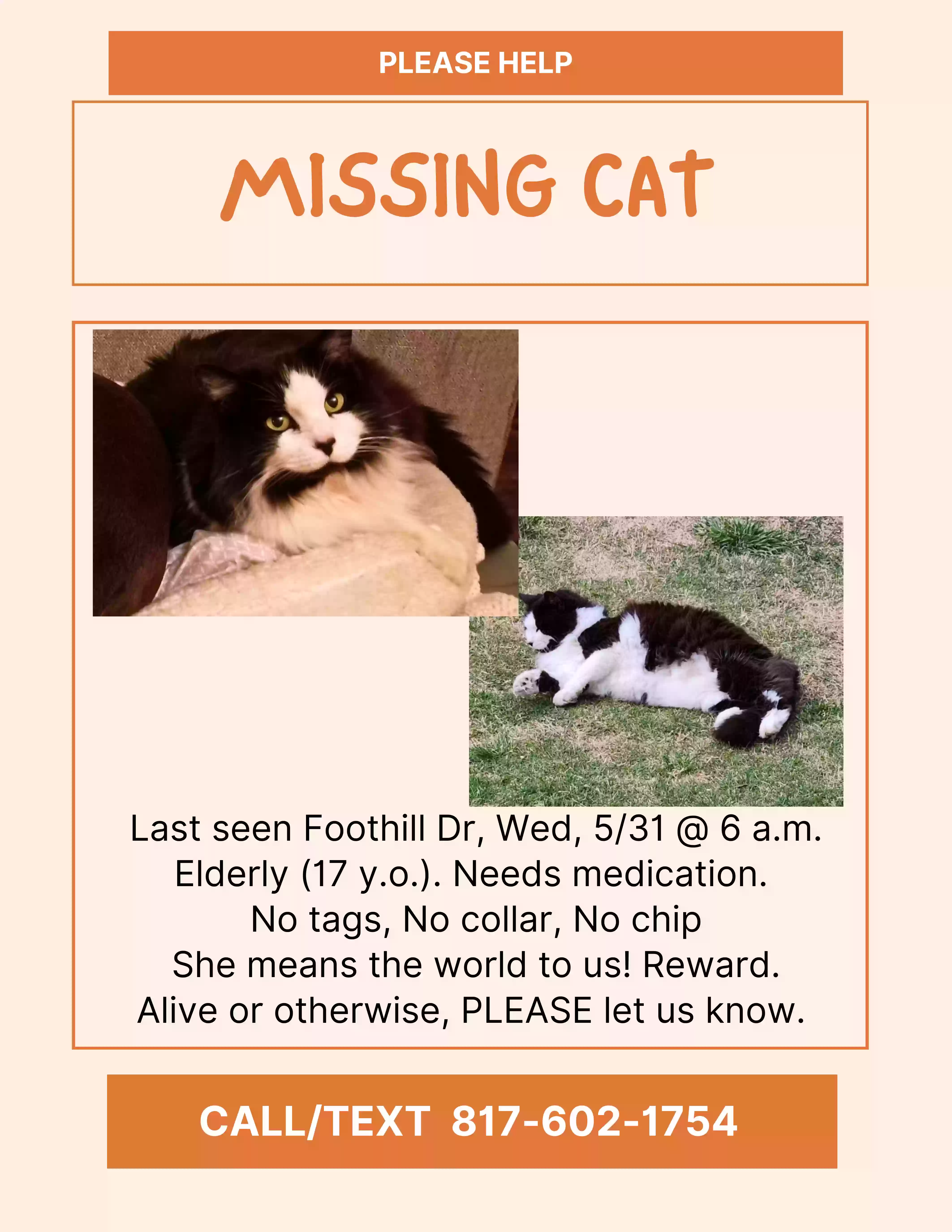 Lost cat in Fort Worth, TX, 76131
