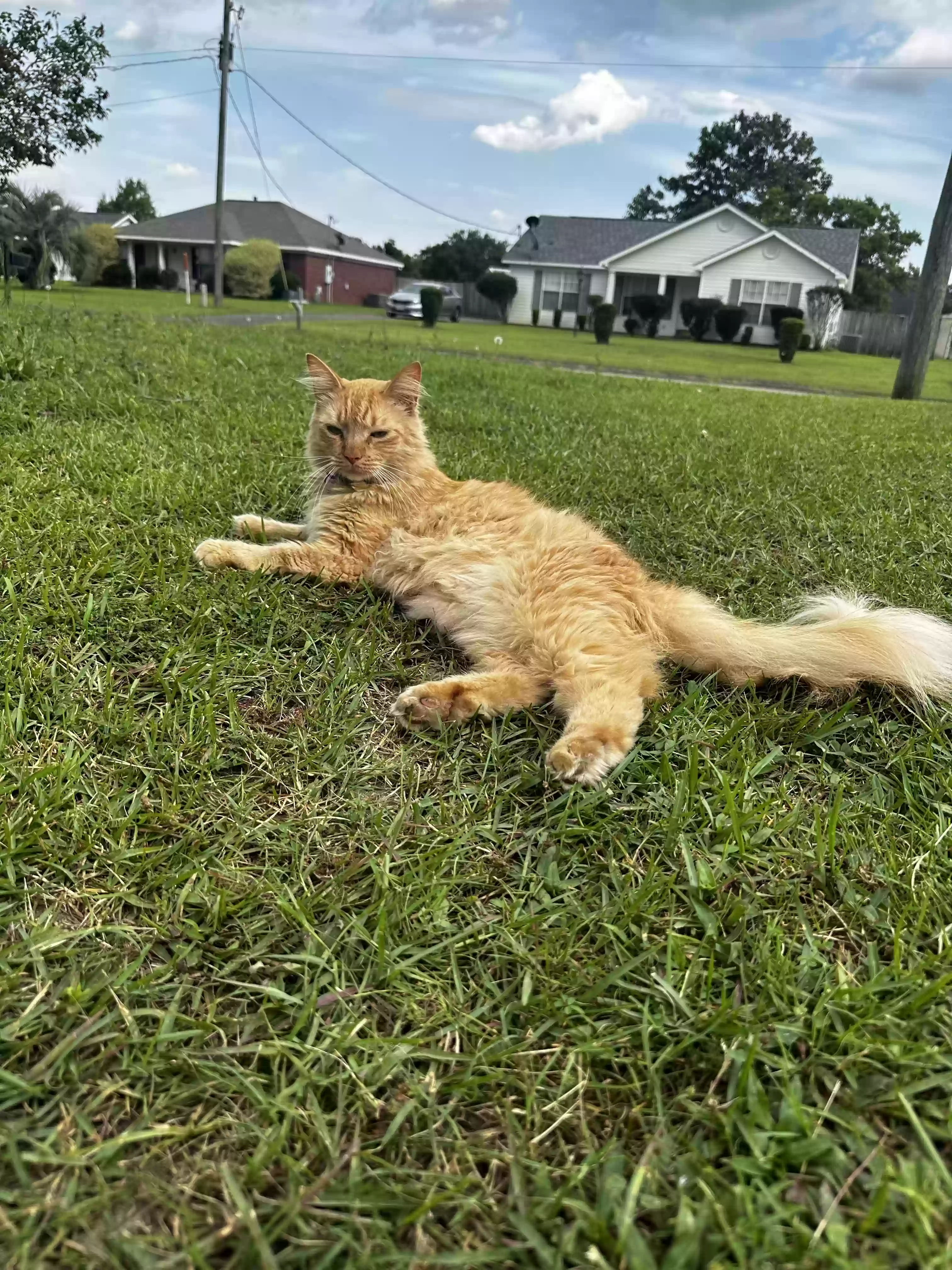 Lost cat in Mobile, AL, 36695