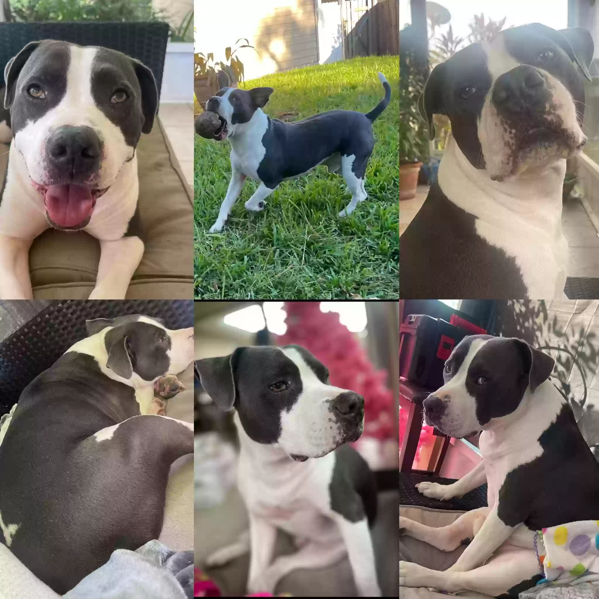 Lost dog in Fort Pierce, FL, 34982