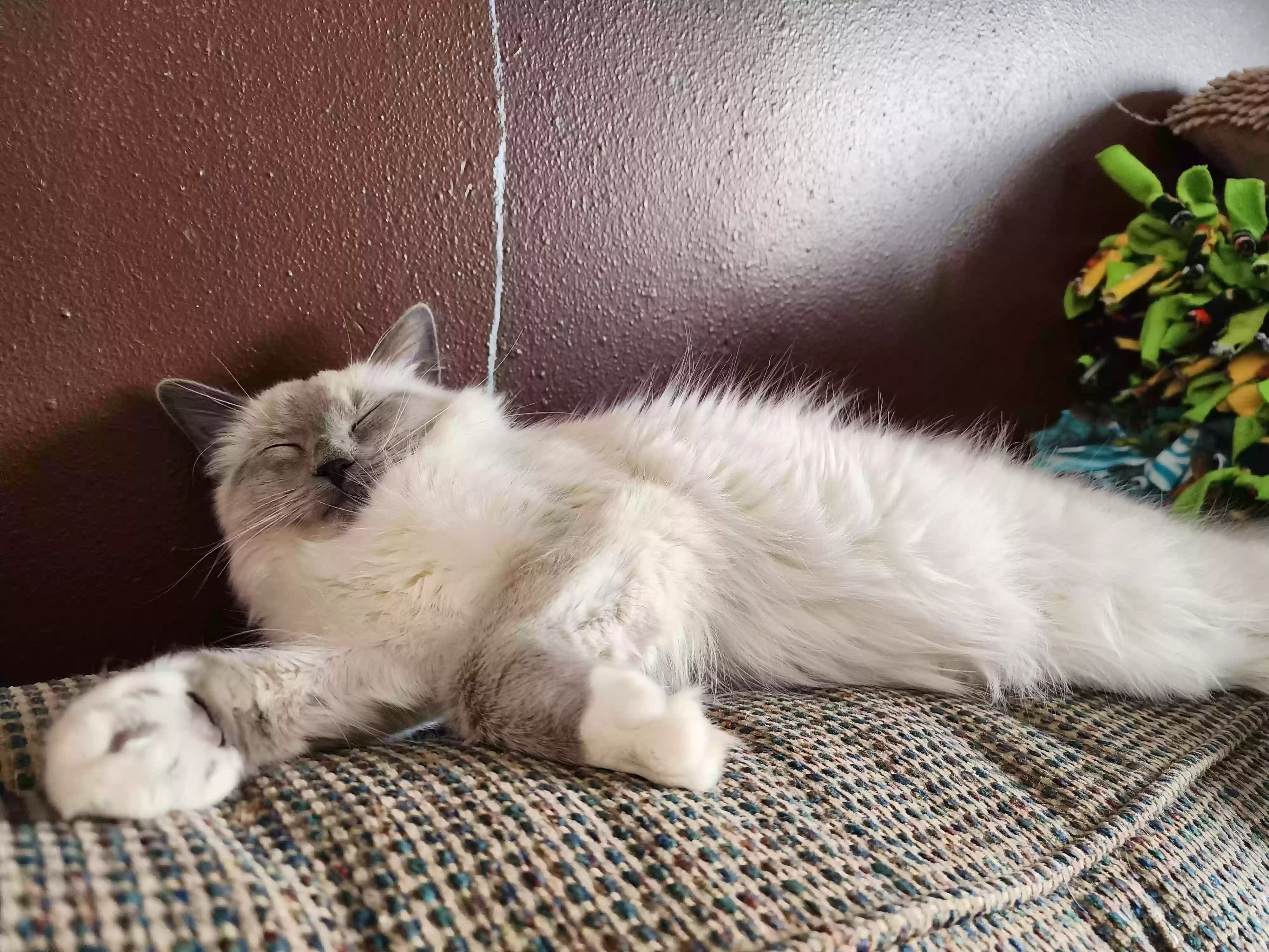 Lost cat in Taylors Falls, MN, 55084