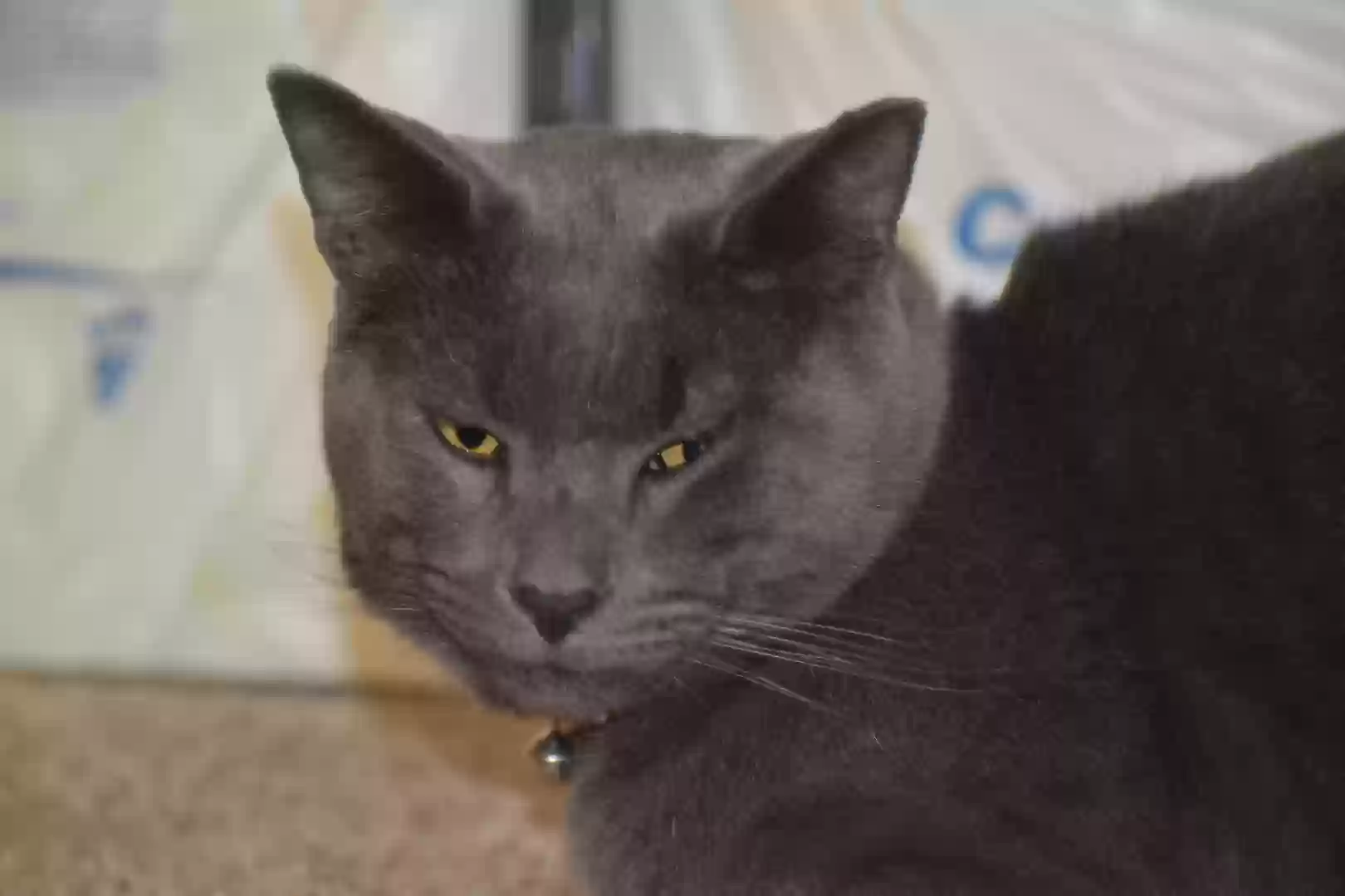 Lost cat in Riverton, UT, 84065