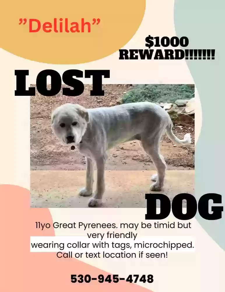 Lost dog in Spicewood, TX, 78669