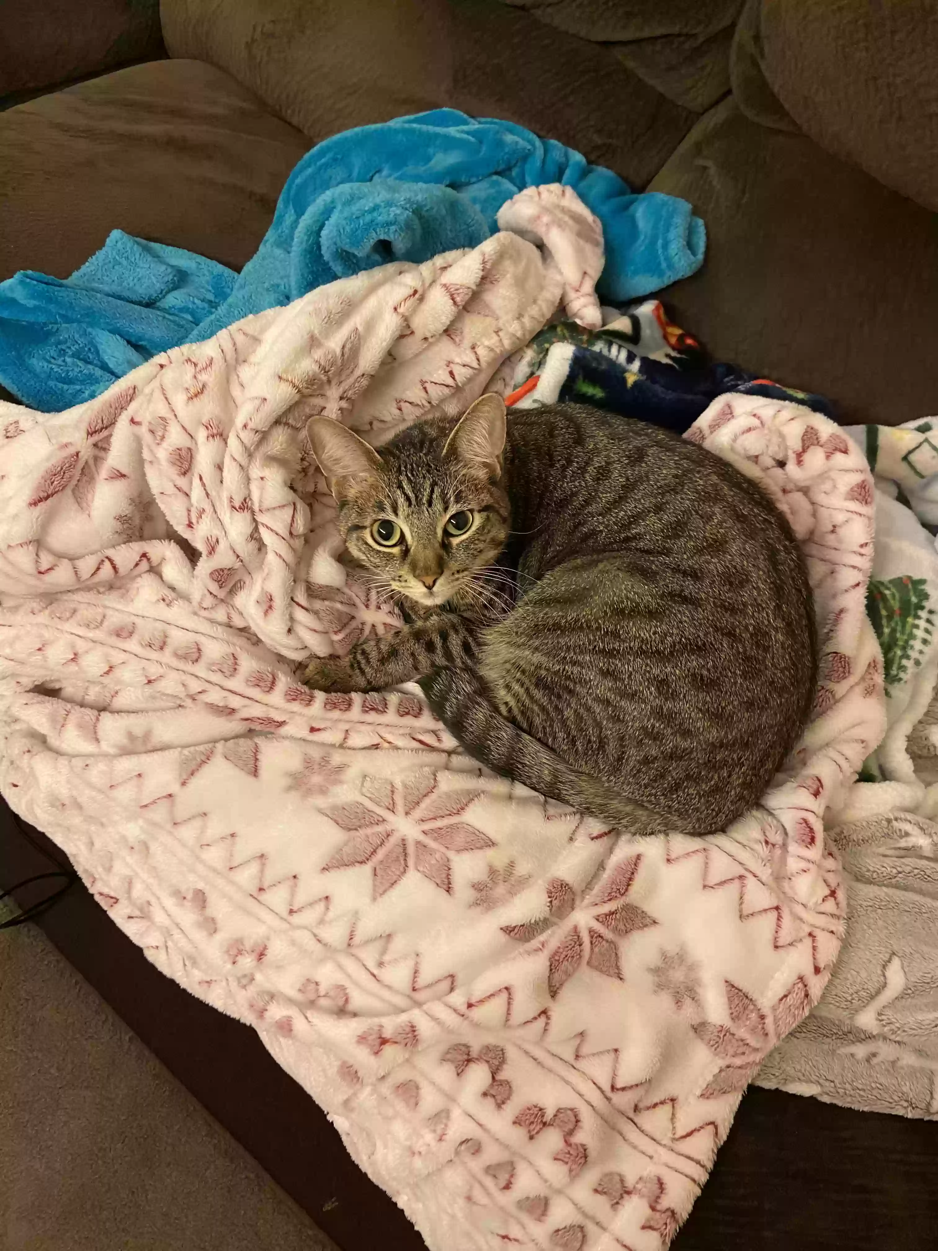 Lost cat in Stillwater, OK, 74075