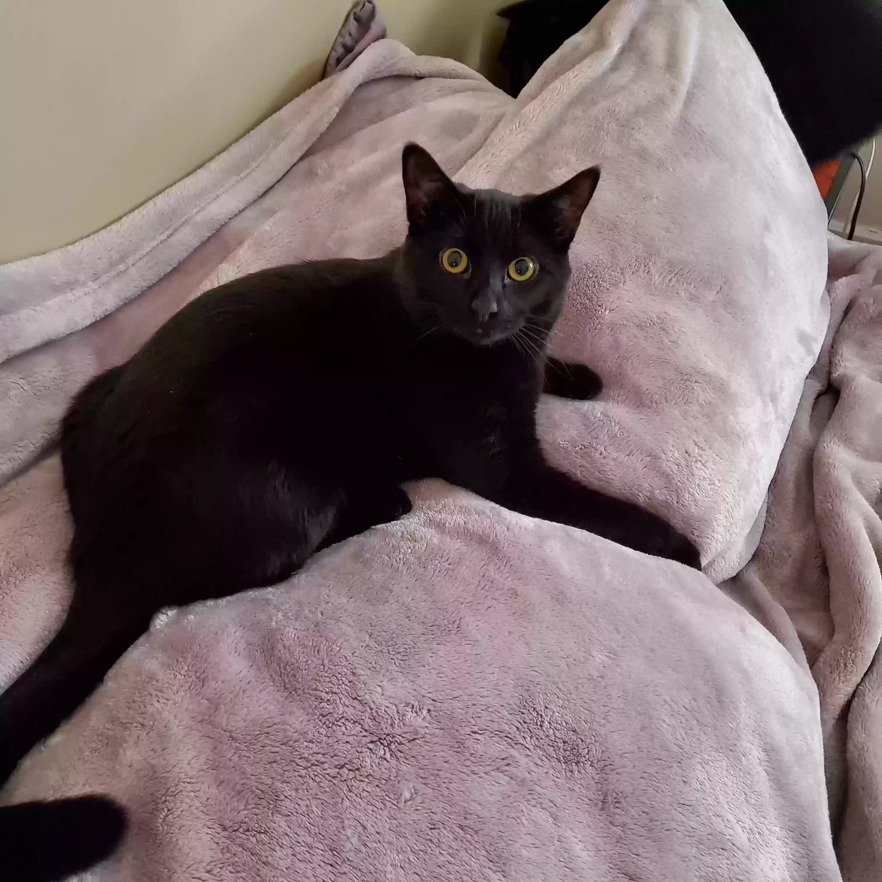 Lost cat in Hartford, CT, 6105